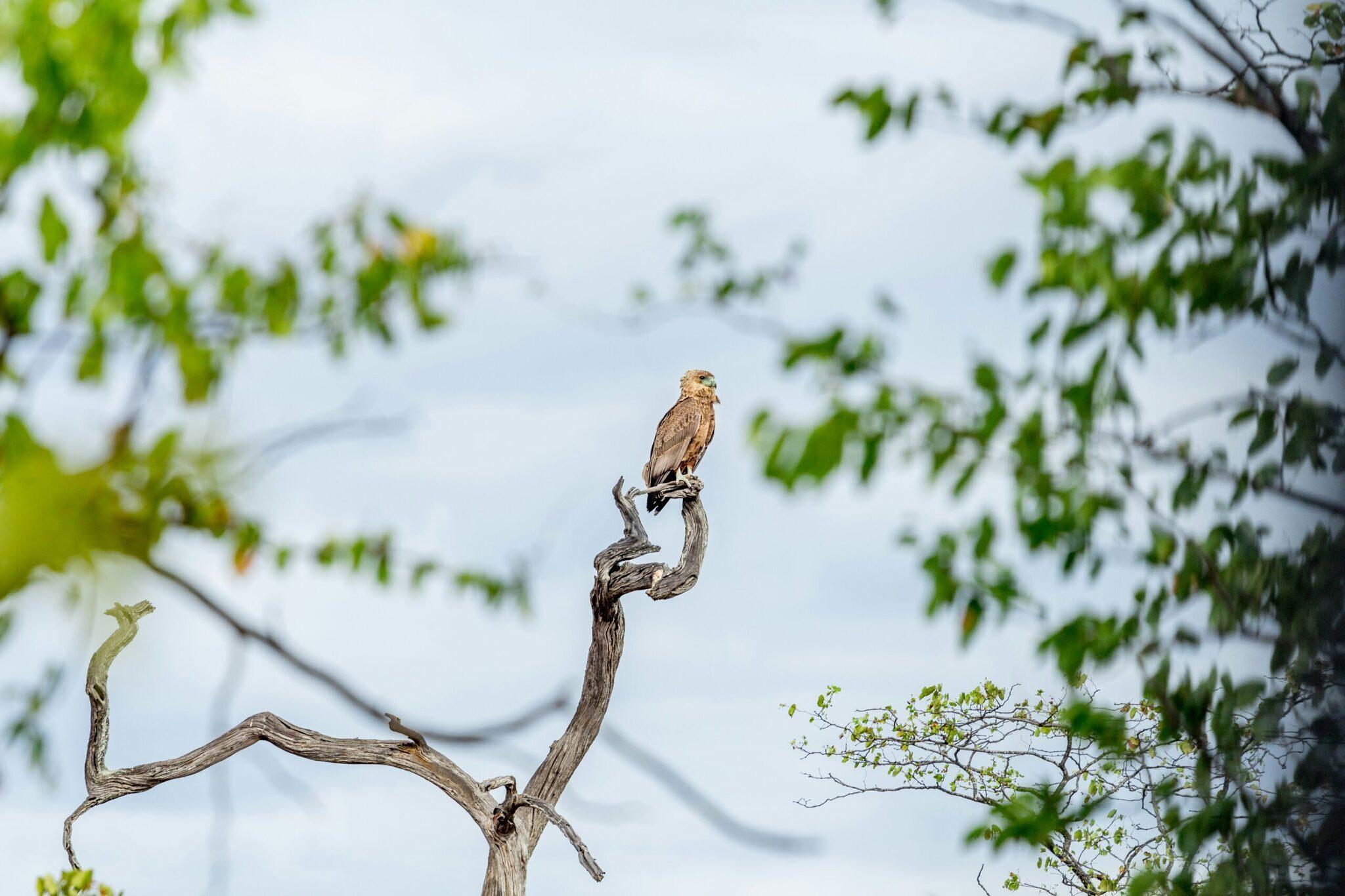 Un oiseau de proie perché sur une branche morte, observant l’horizon dans un environnement naturel africain