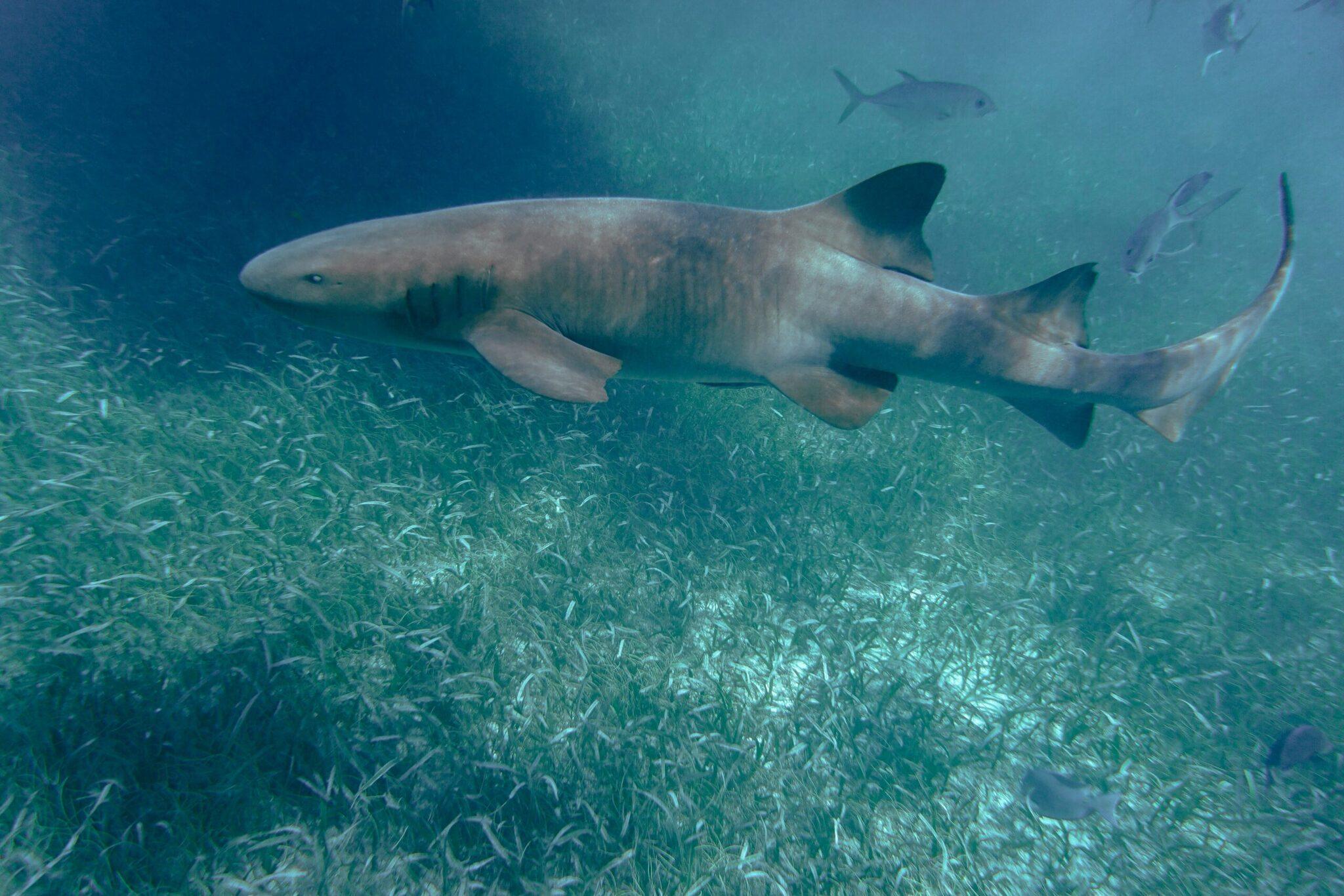 Un requin-taupe gris nage au-dessus d’un lit de posidonie dans une eau turquoise claire