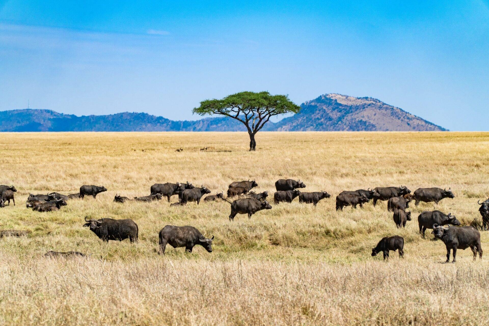 Savane tanzanienne au lever du jour avec vue sur le Kilimandjaro enneigé