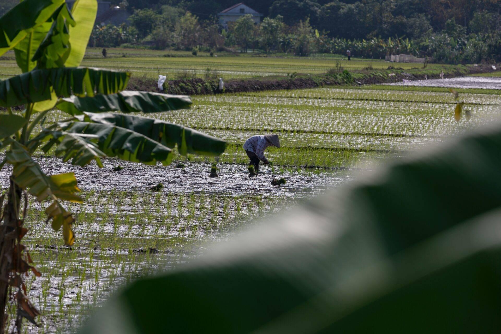 Un fermier travaille dans une rizière inondée en Asie du Sud-Est, entouré de végétation luxuriante et de maisons rurales