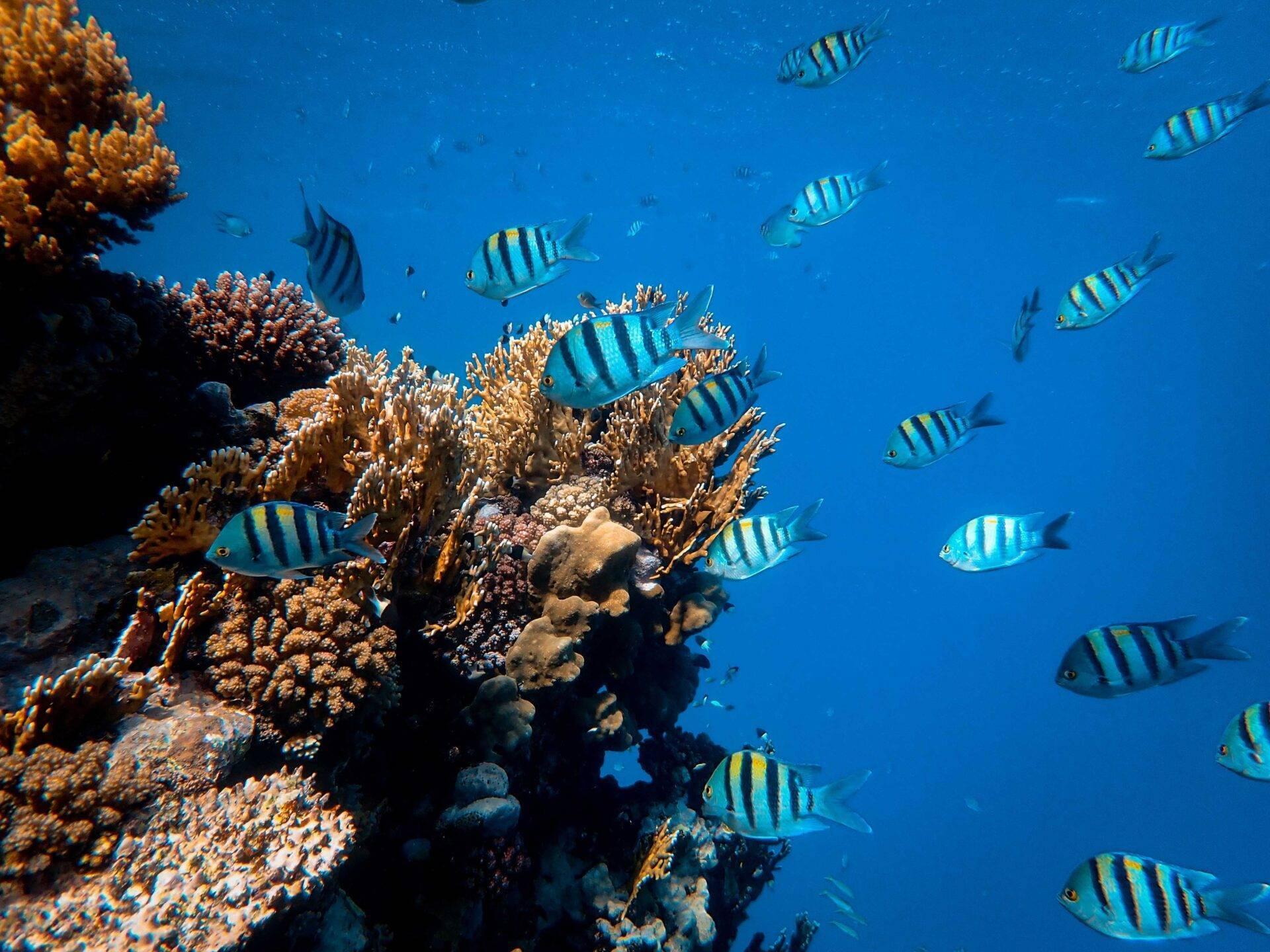 A colourful coral reef with blue and yellow striped surgeonfish in crystal-clear turquoise water