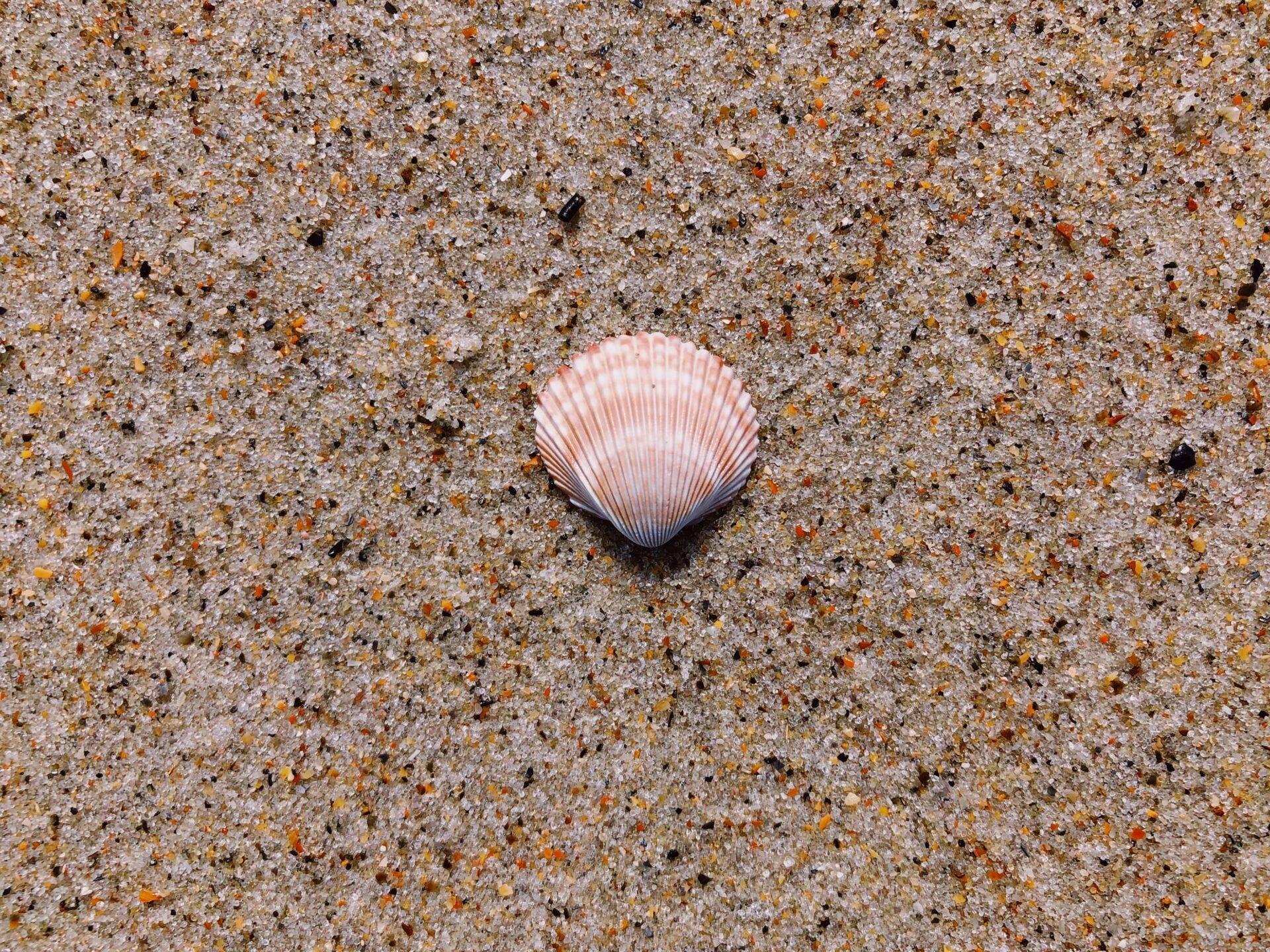 Un coquillage rose pâle repose sur le sable fin d’une plage tropicale