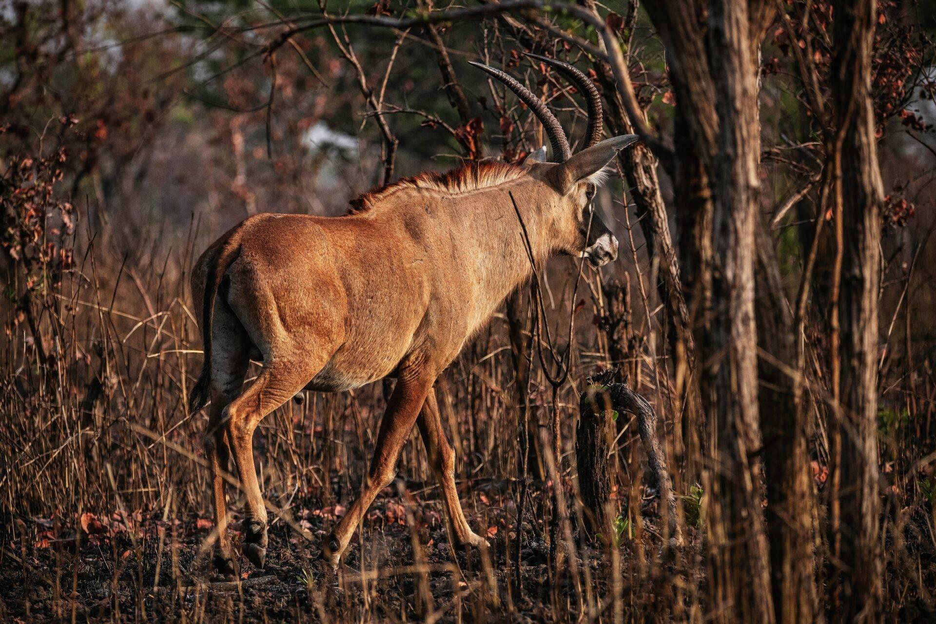 Une antilope aux cornes spiralées broute dans une savane arbustive aux troncs pelés et végétation sèche