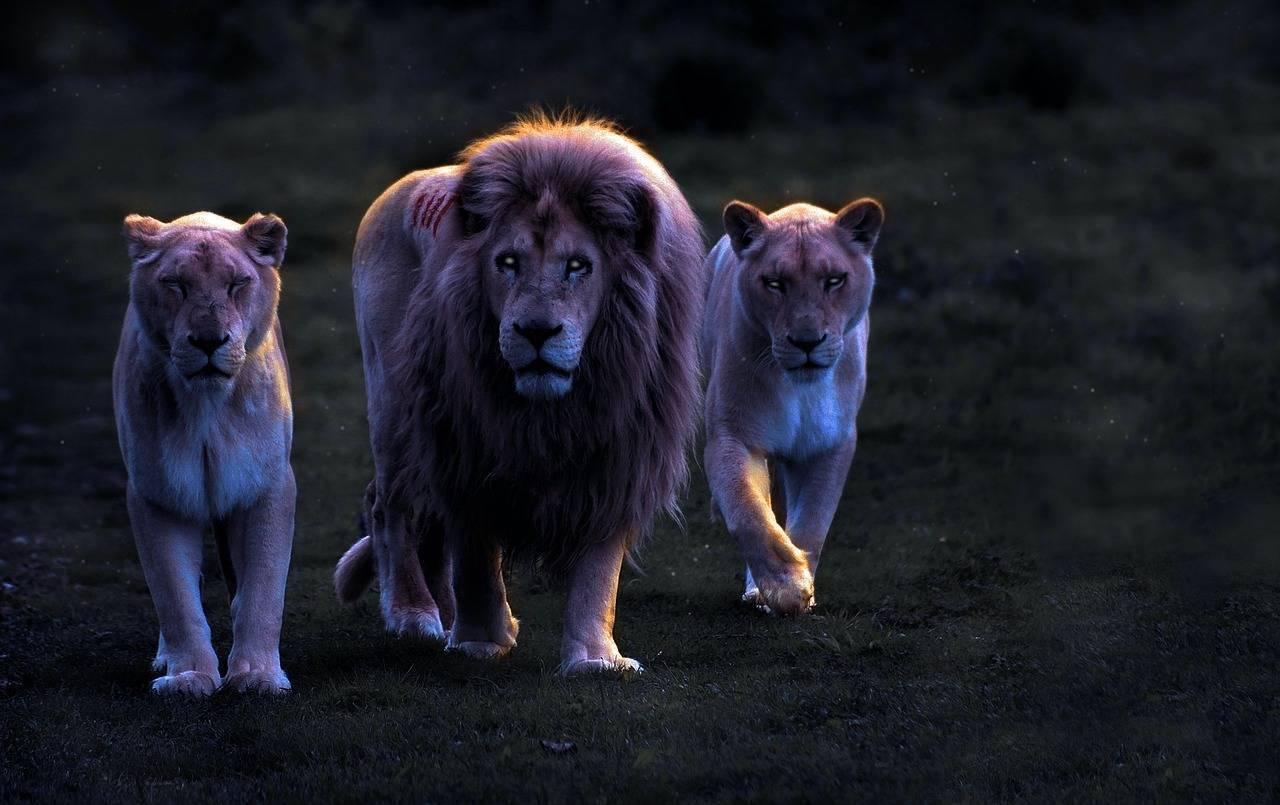Un lion majestueux avec sa crinière accompagné de deux lionnes dans une ambiance nocturne dramatique