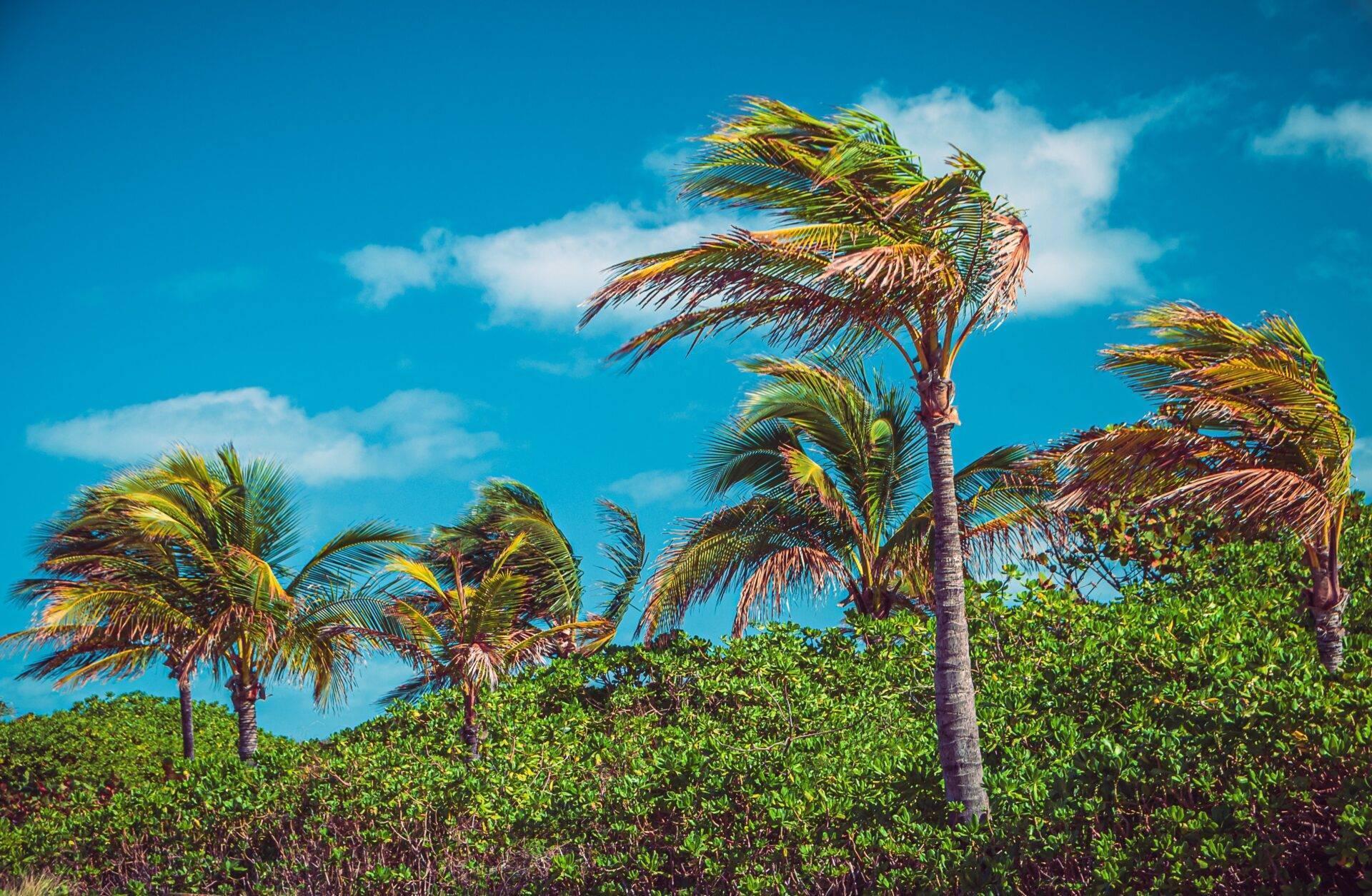 Palmiers agités par le vent sous un ciel bleu avec mangroves vertes en arrière-plan, paysage tropical côtier