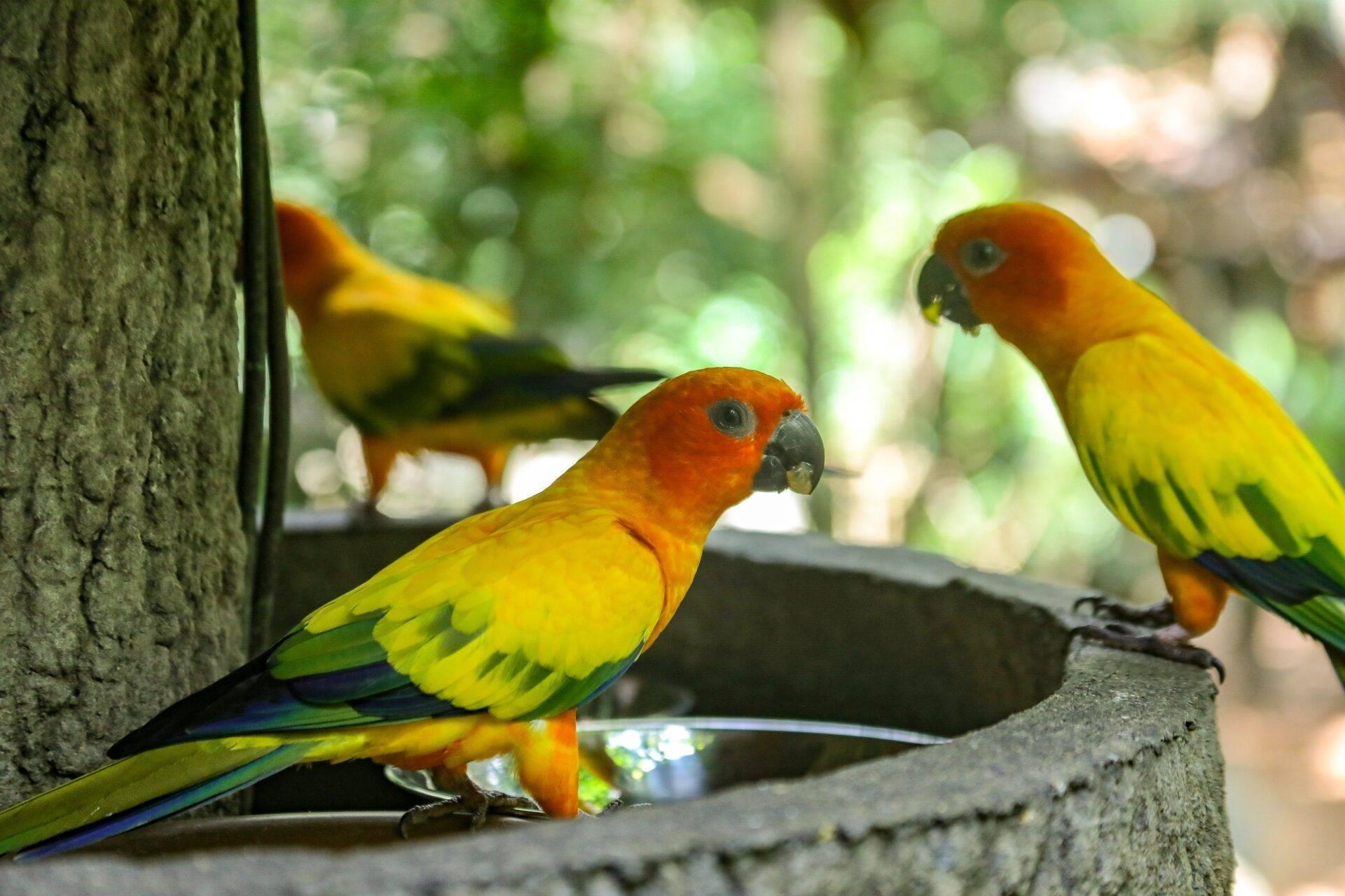 Trois loris arc-en-ciel aux couleurs vives perchés sur une structure en béton dans un parc animalier tropical