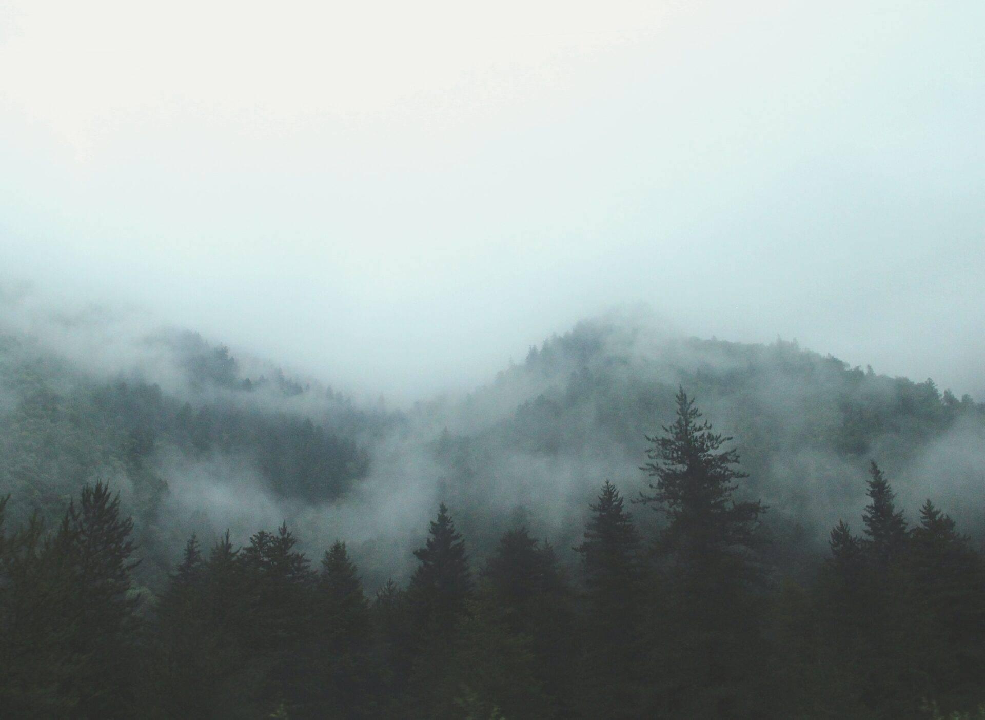 Chaîne de montagnes boisées enveloppée de brouillard dense, avec conifères en premier plan, créant une atmosphère mystérieuse et sereine