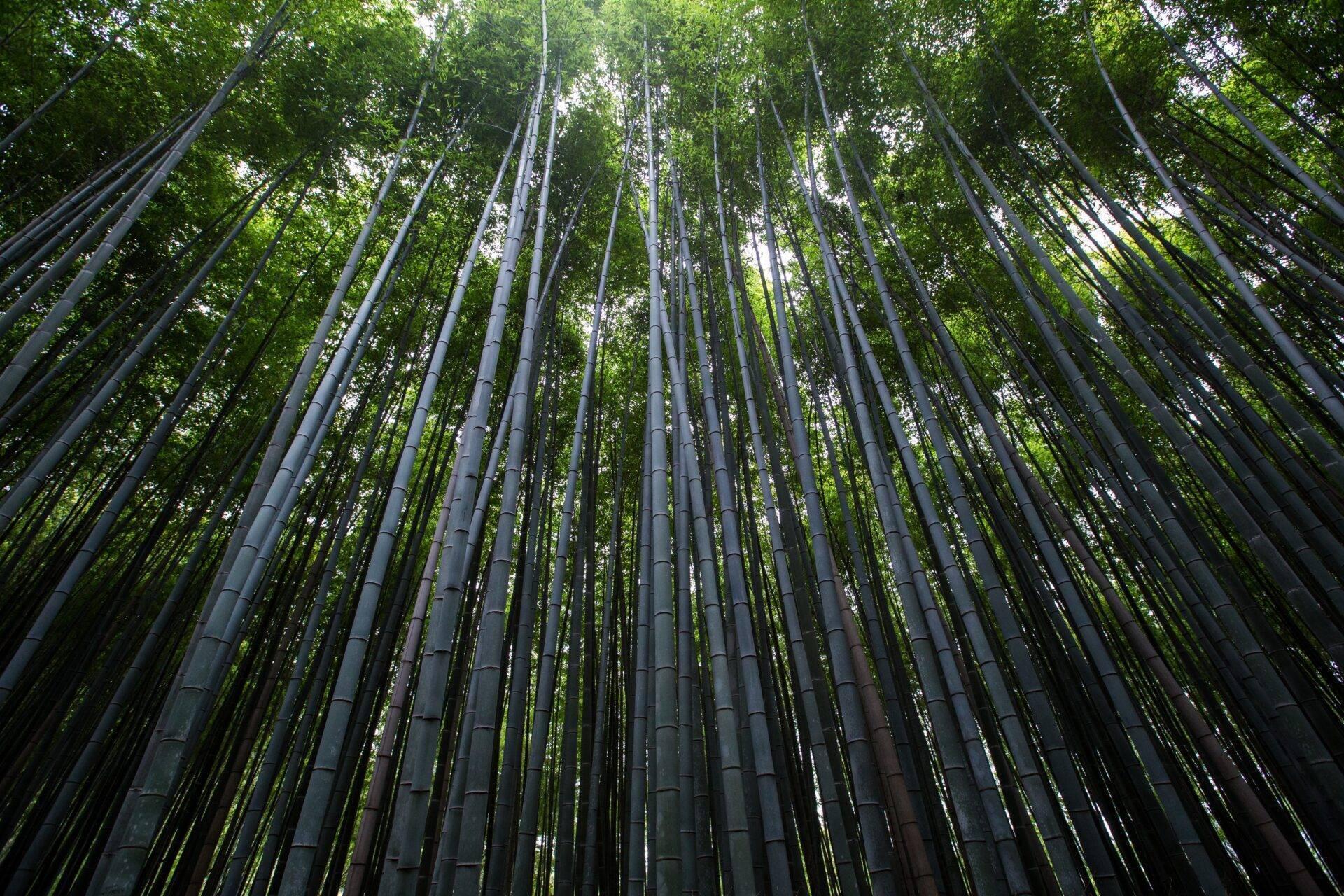 Overhead view of a dense bamboo forest with dark trunks and lush green foliage