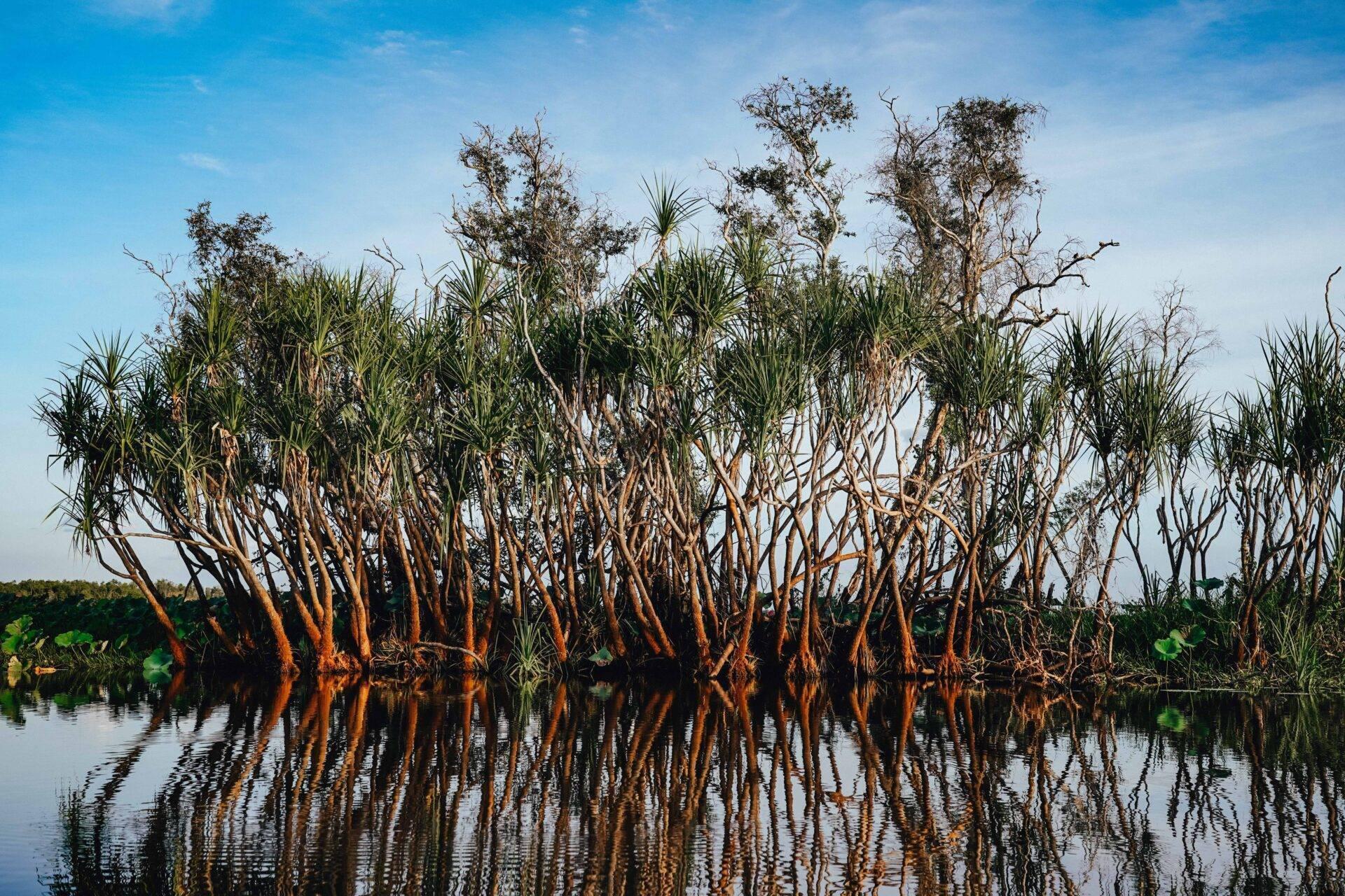 Des palmiers Pandanus aux troncs rouges se reflètent dans une lagune calme en Australie tropicale