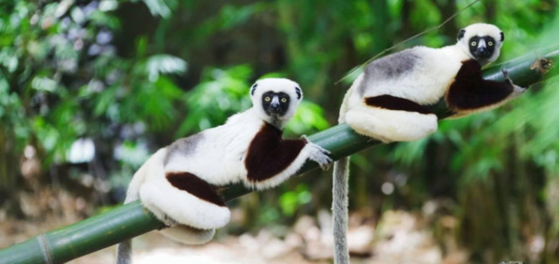 Two wide-eyed lemurs with black and white fur resting on a bamboo branch in lush tropical forest