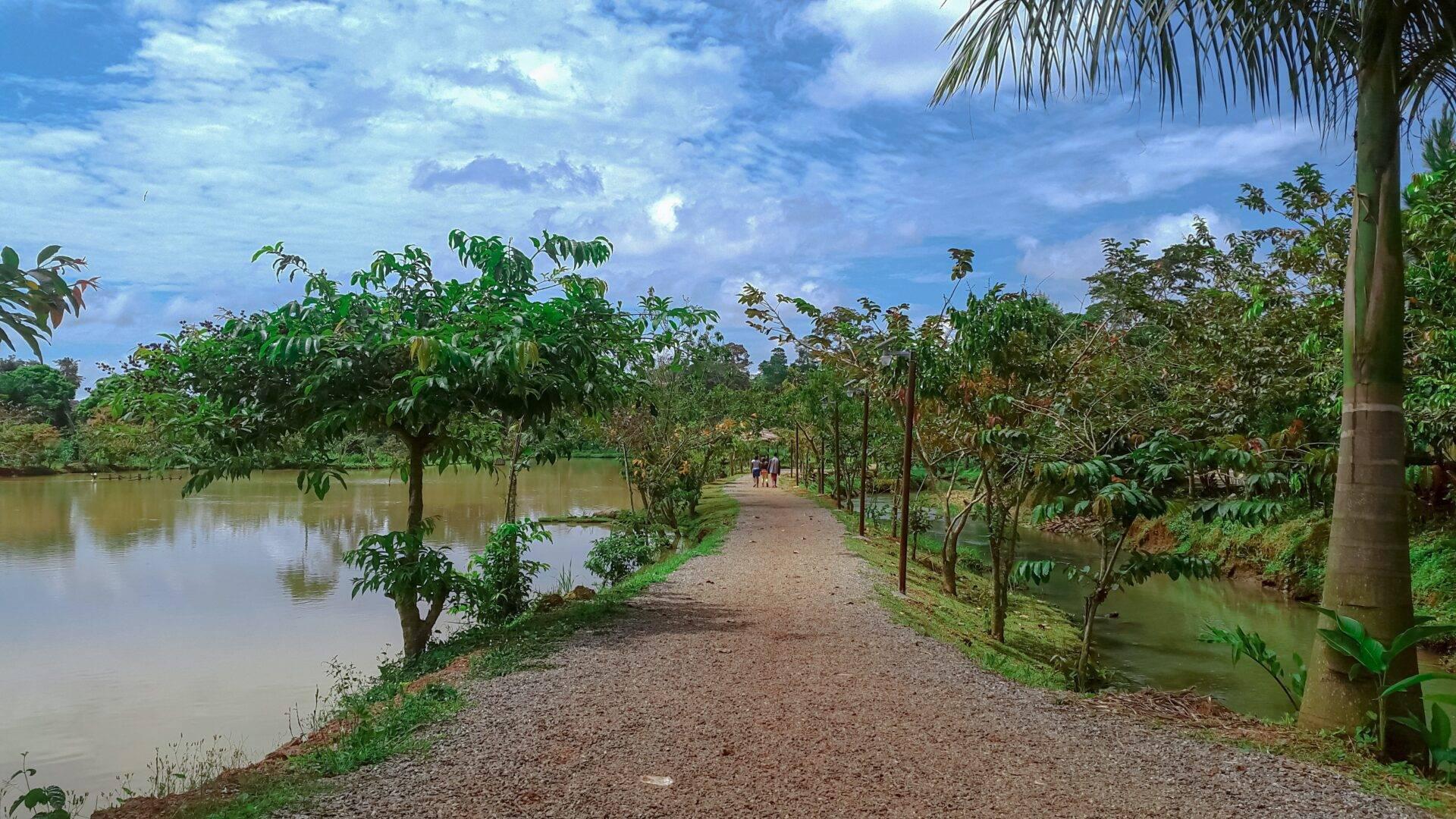 Un chemin de terre longe des plantations fruitières et des canaux d’eau calme sous un ciel bleu nuageux