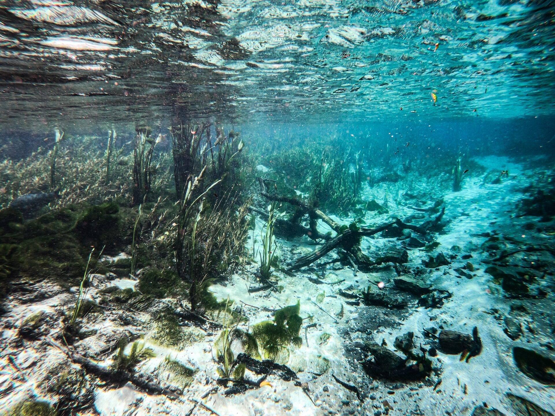 Underwater view of a mangrove with seagrass, driftwood and fish in crystal-clear fresh water