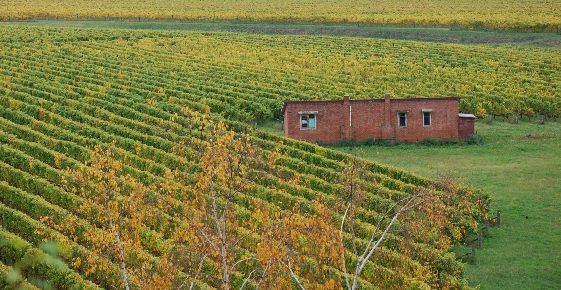 Vignoble en terrasses avec bâtiment de brique rouge isolé au milieu des rangées de vignes en automne