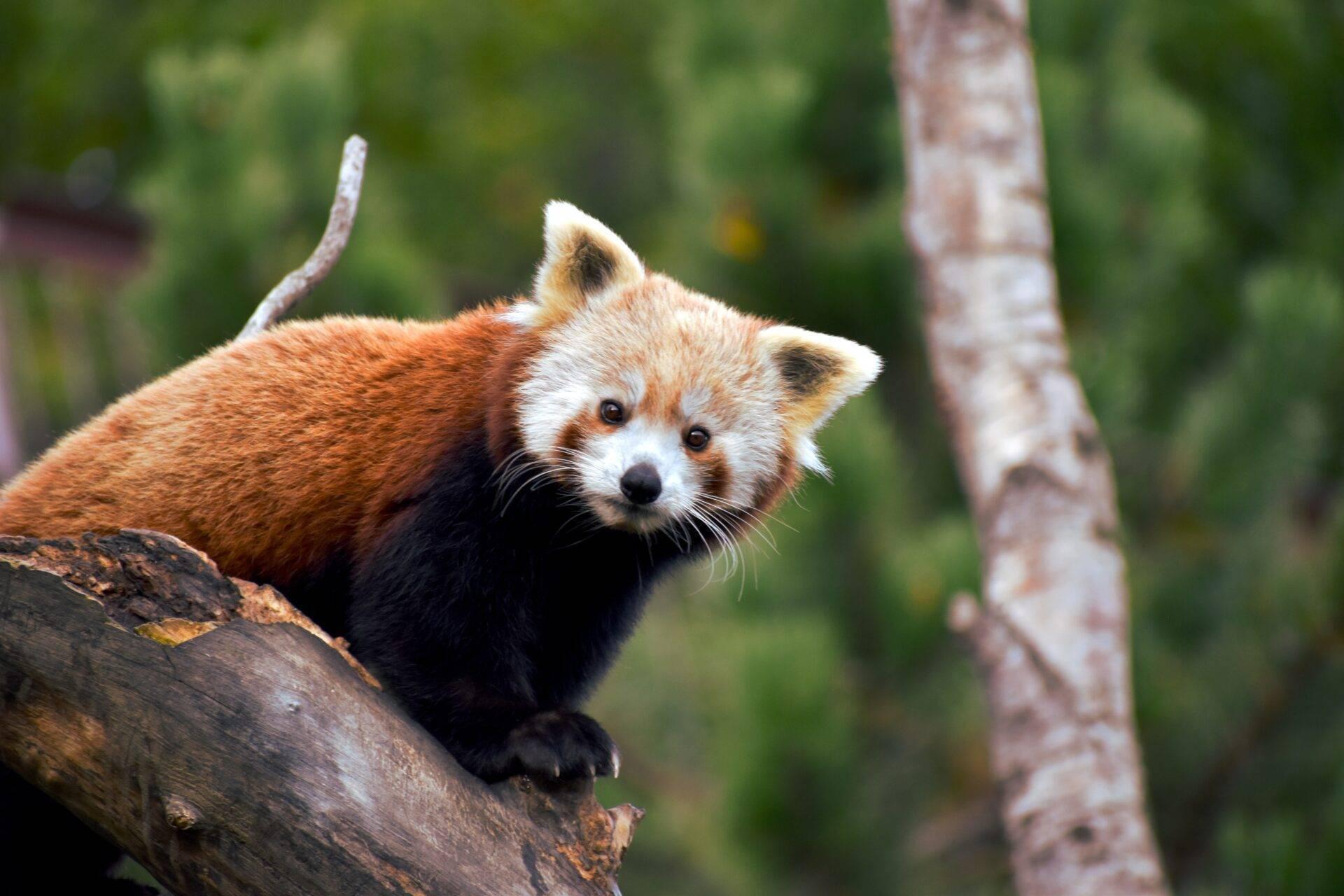 A red panda perched on a branch with blurred green trees in the background in its natural habitat