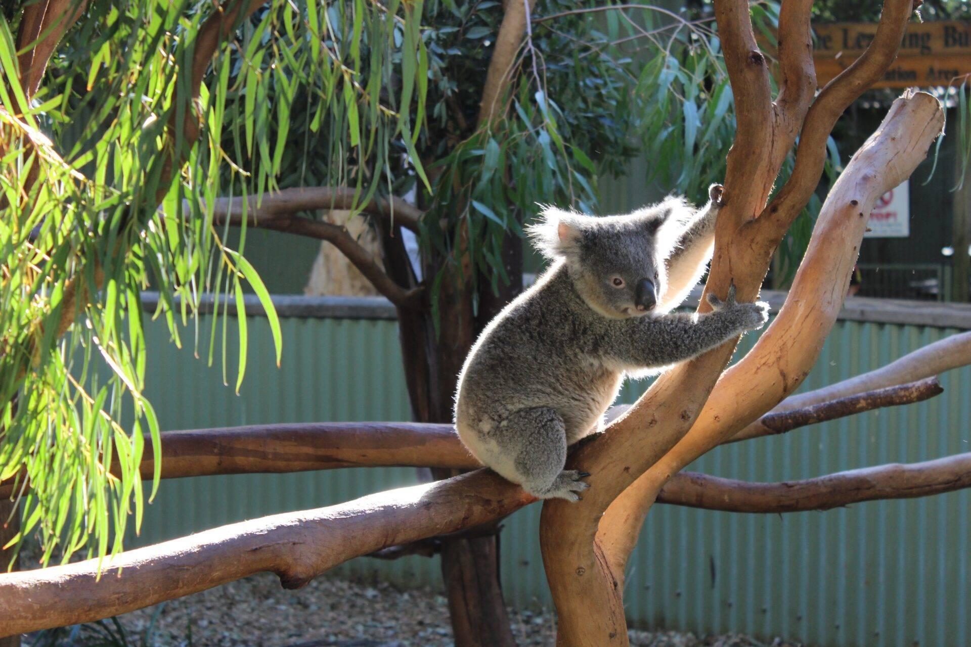 Un koala gris assis sur une branche d’eucalyptus avec des feuilles vertes en arrière-plan dans un enclos