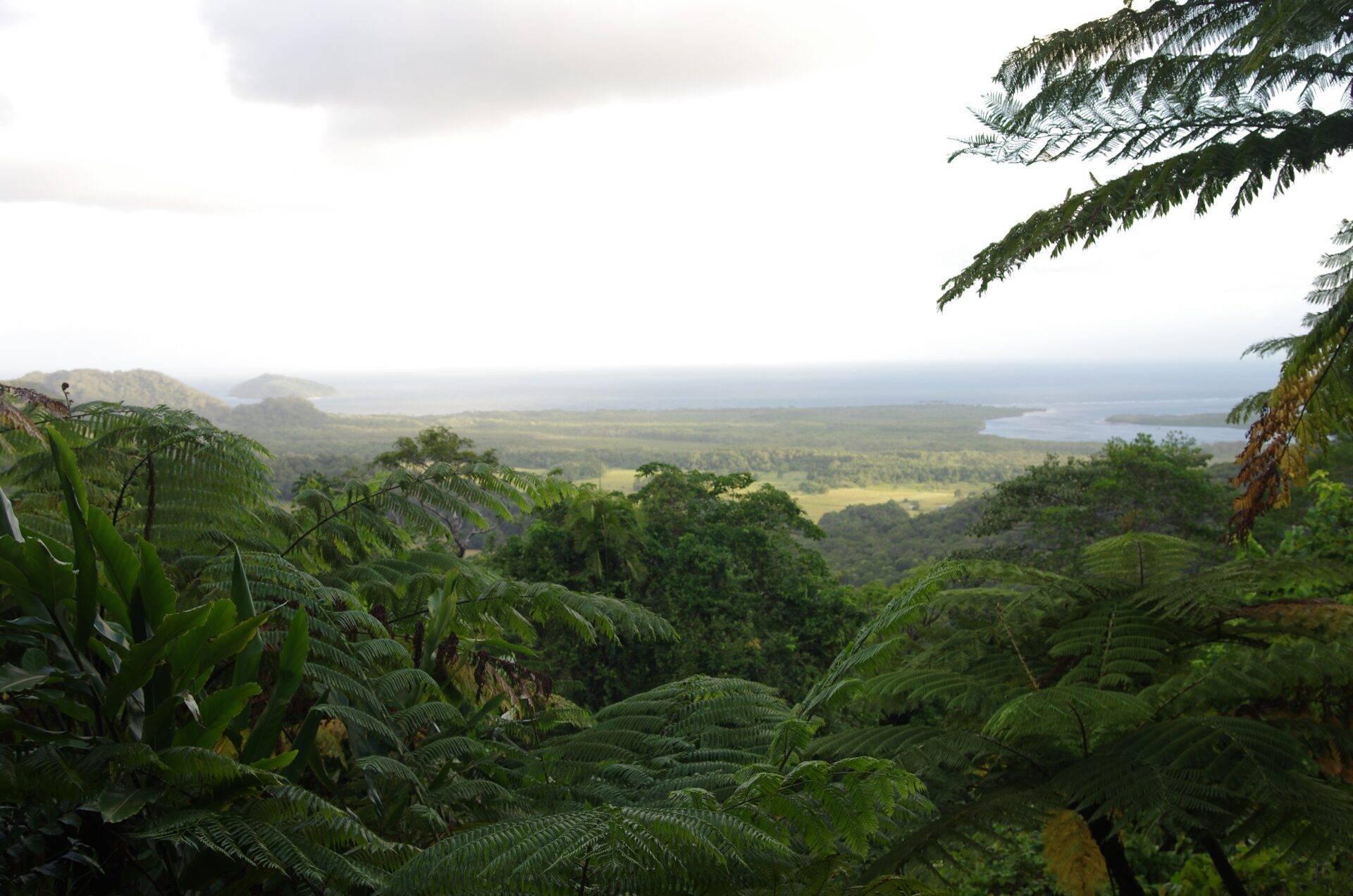 Vue panoramique d’une forêt tropicale luxuriante avec lac en arrière-plan et fougères arborescentes au premier plan