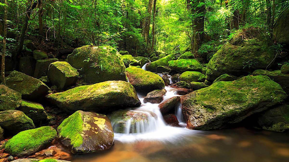 A forest stream cascading between rocks covered in green moss in dense tropical rainforest