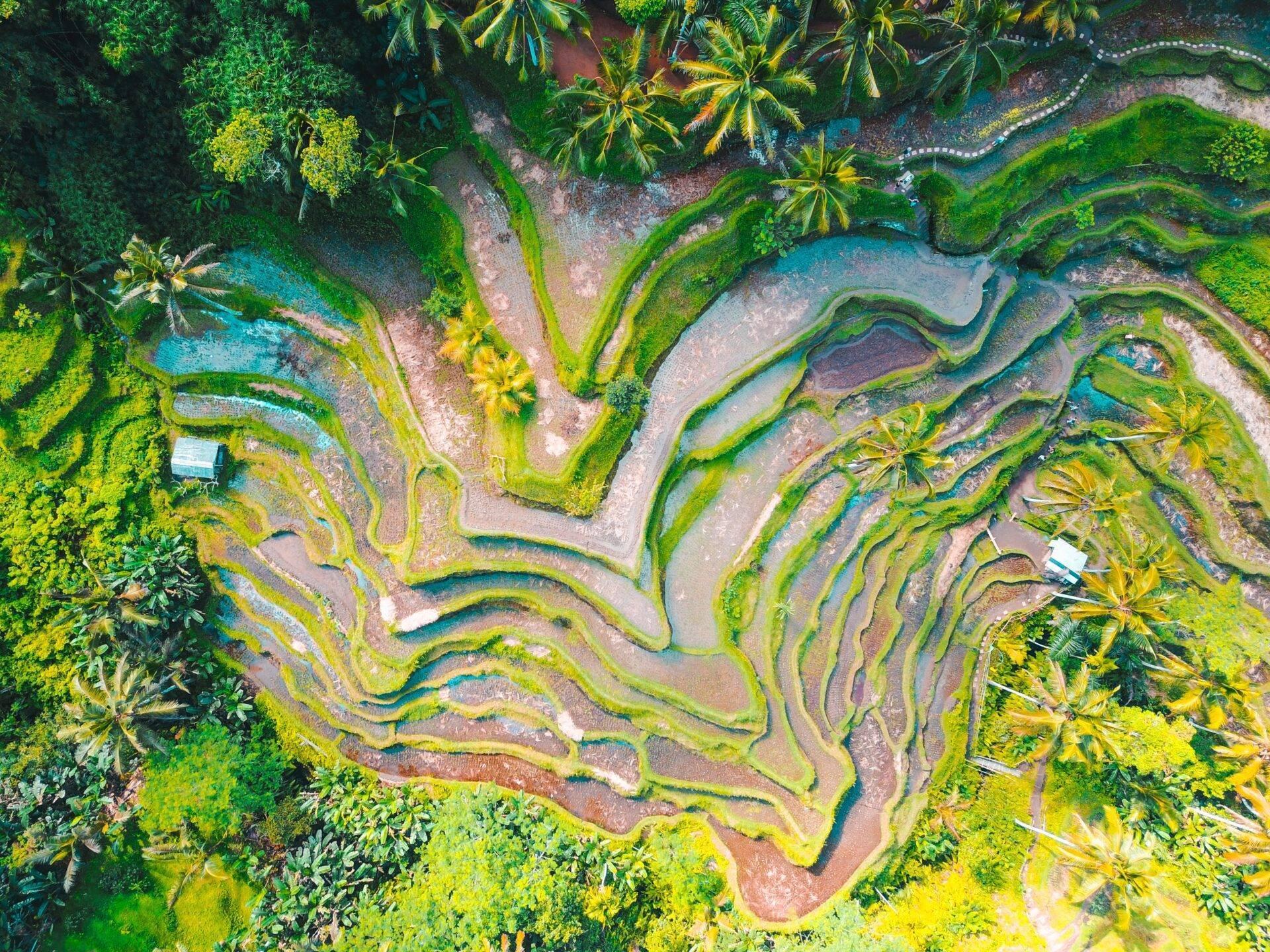 Aerial view of terraced rice fields with winding irrigation channels surrounded by lush tropical vegetation