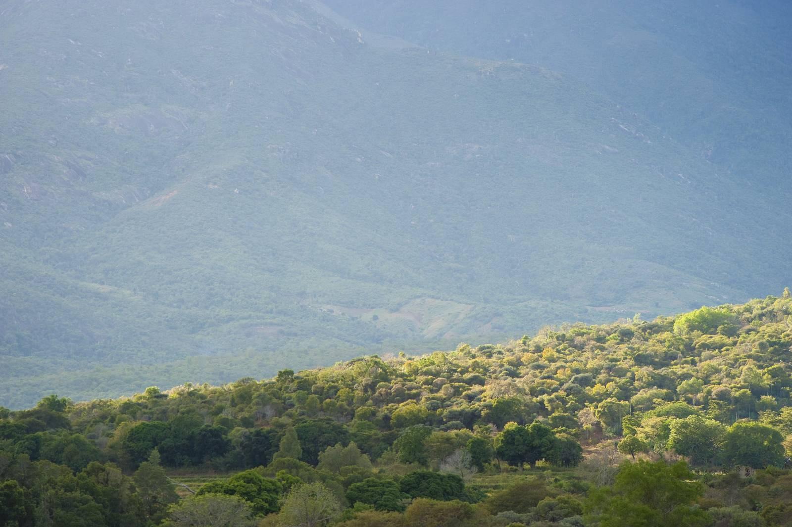 Mountain valley landscape with dense forest and atmospheric mist rolling across the background