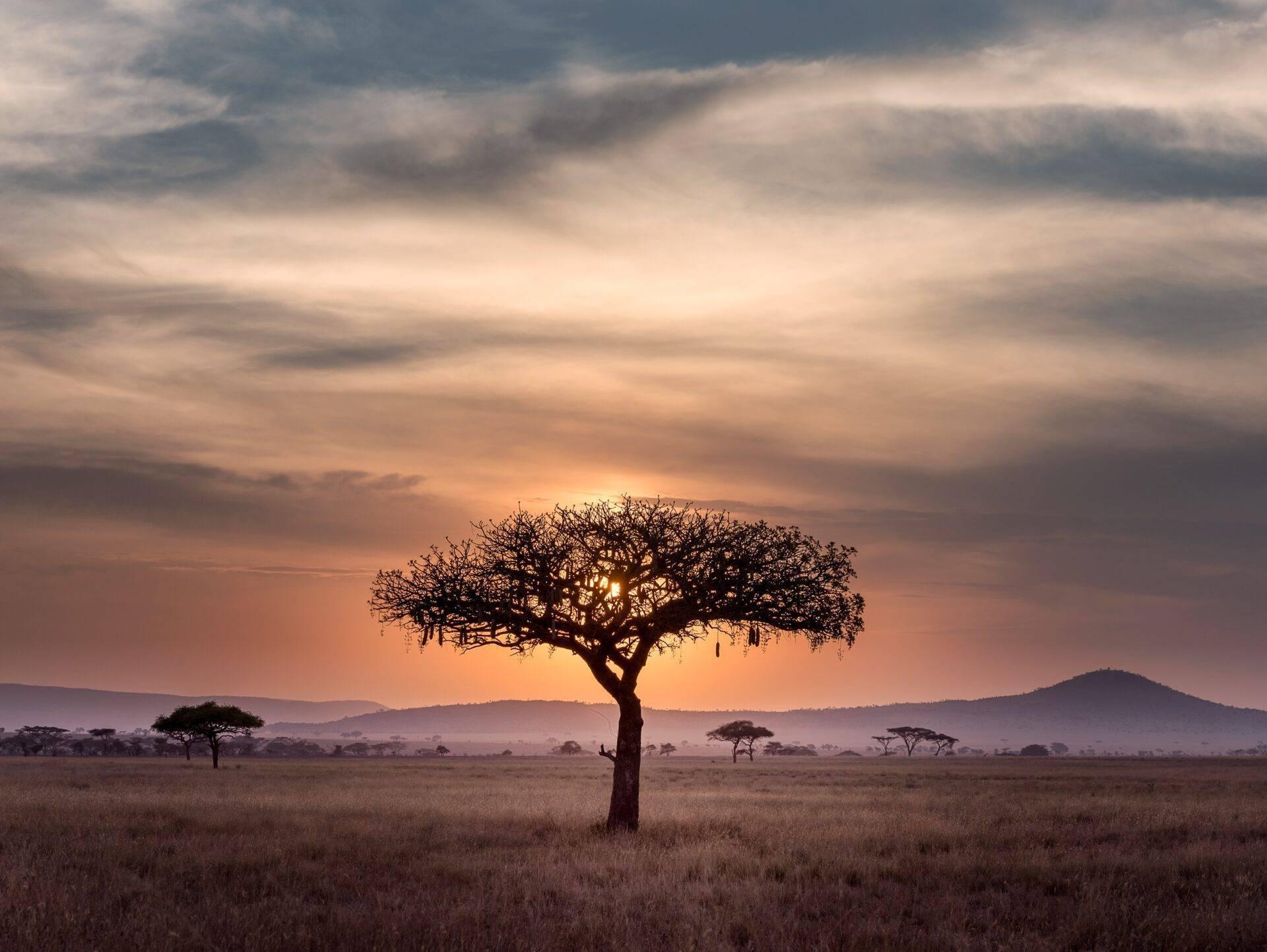 A lone acacia stands in an African savanna at sunset, mountains rising in the background