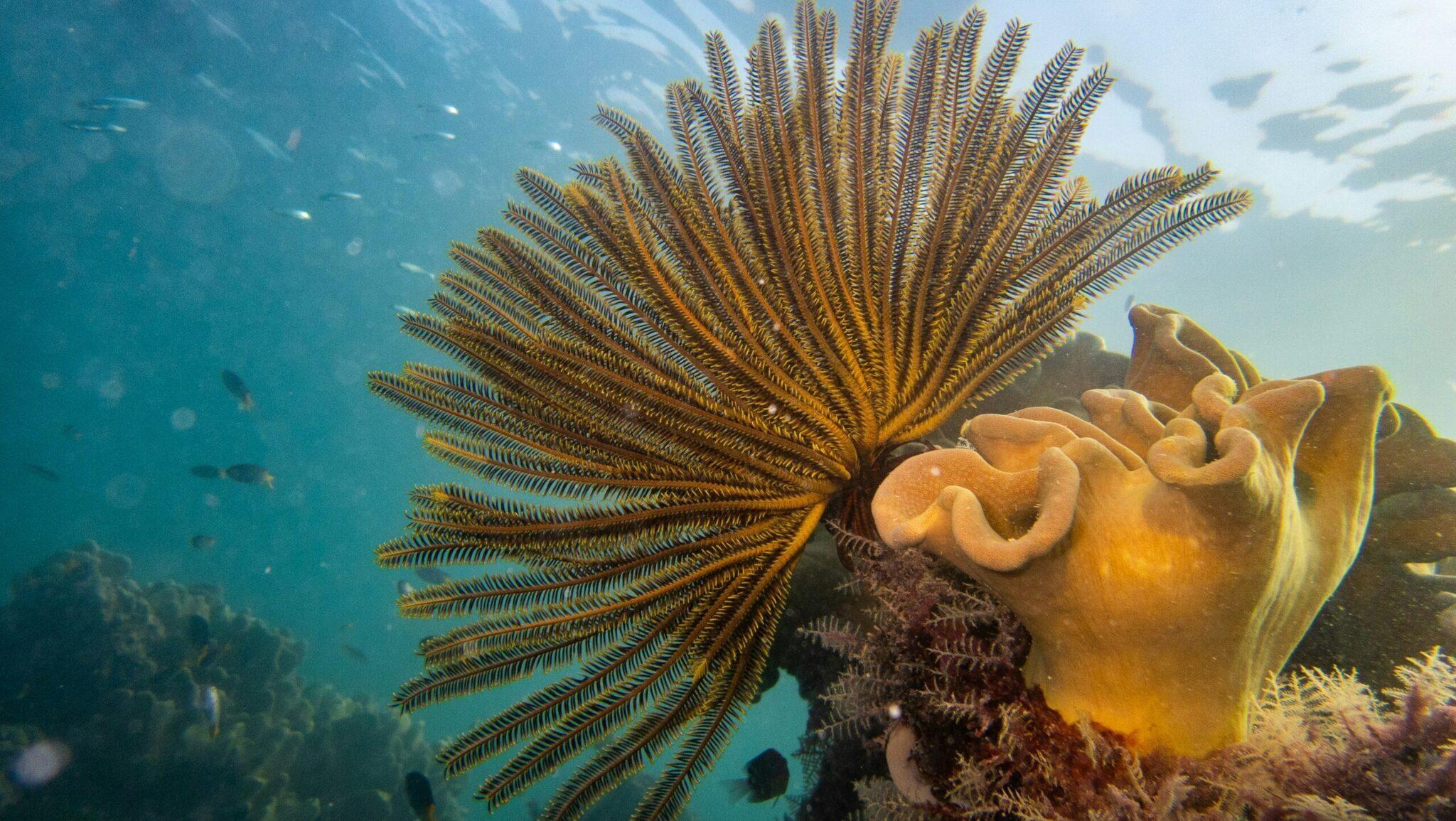 Une couronne de corail jaune étoilé s’épanouit sur un récif coloré en eau turquoise cristalline