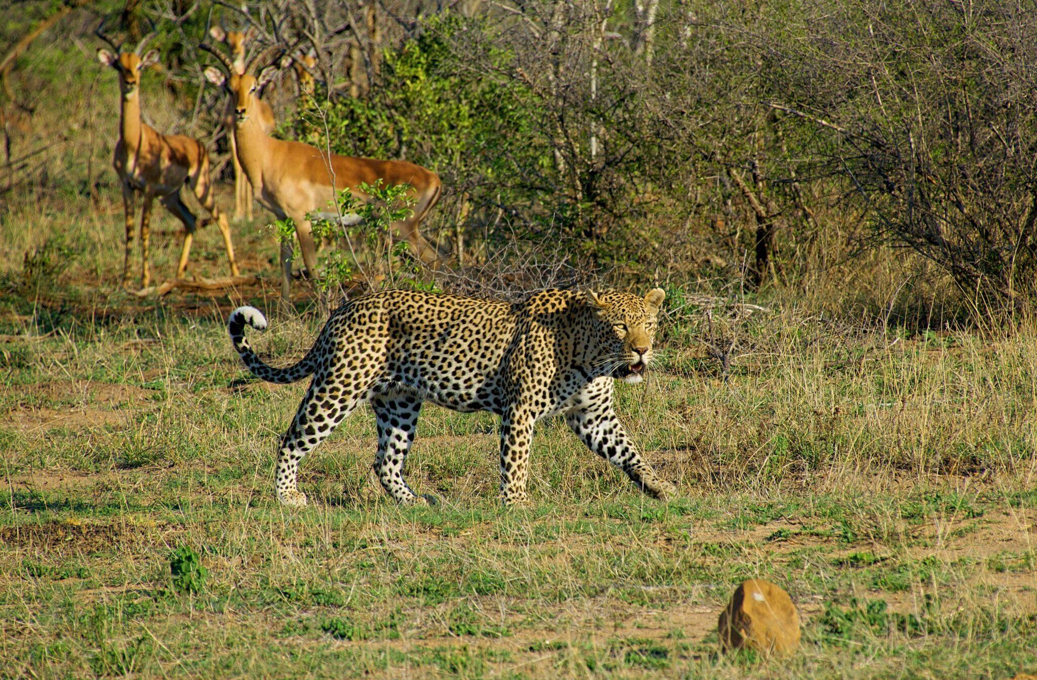Un léopard marchant dans la savane avec des impalas en arrière-plan dans leur habitat naturel africain