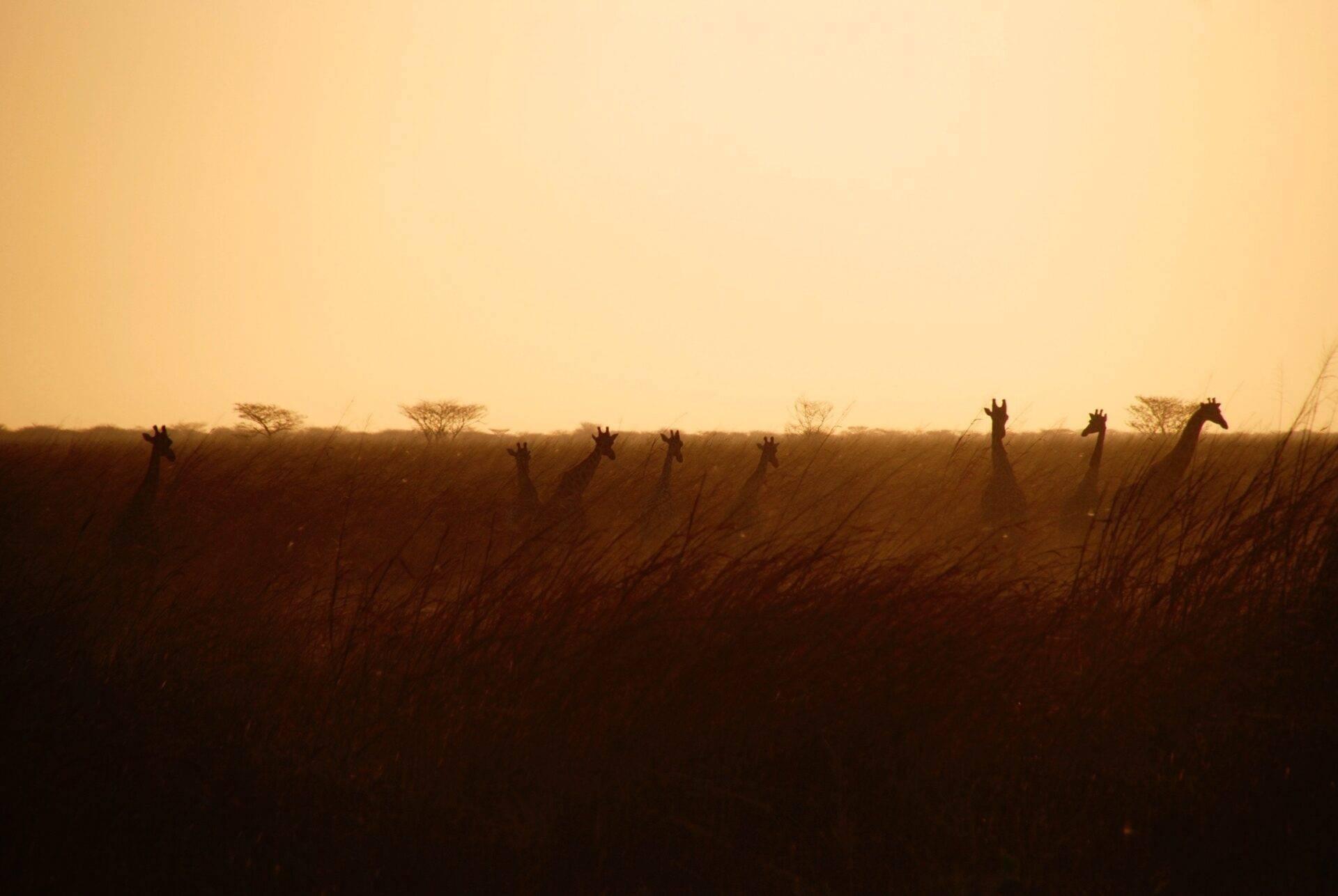 Silhouettes de girafes dans la savane africaine au coucher du soleil avec végétation épineuse