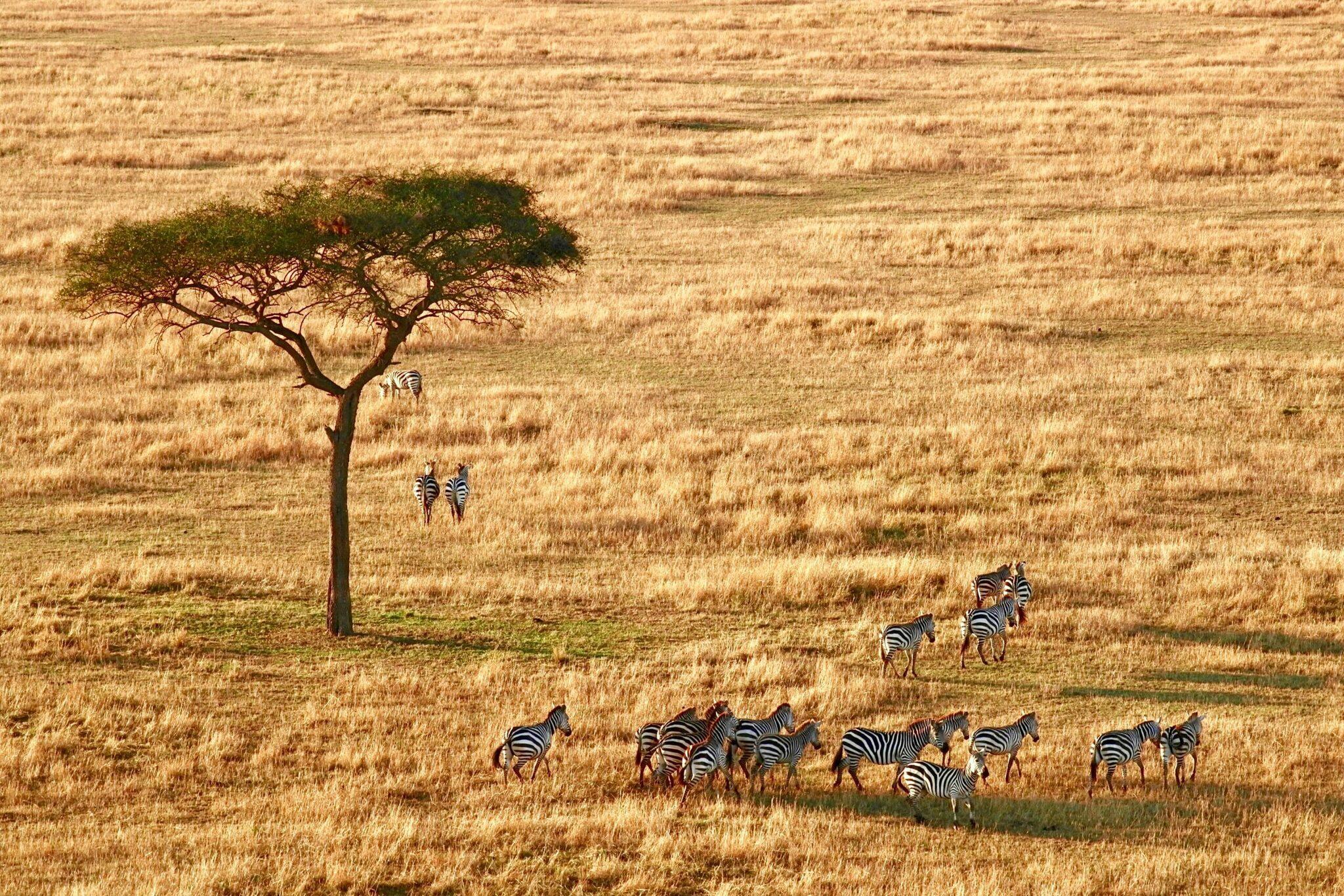 Un troupeau de zèbres dispersés dans une savane aride avec un acacia isolé sous un ciel dégagé