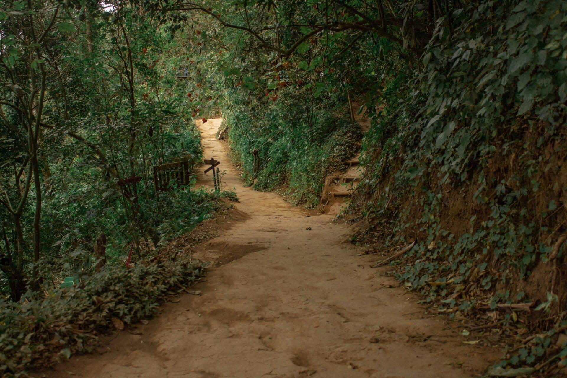 Un sentier terreux bordé de végétation luxuriante et de murs couverts de lierre, avec une croix en bois visible au loin