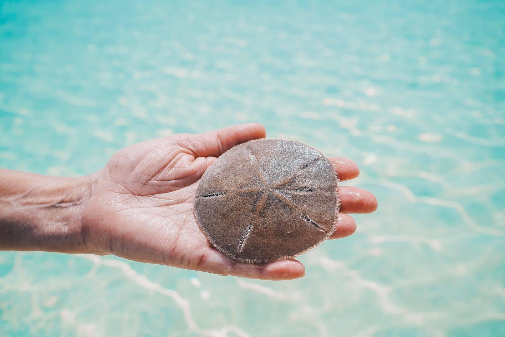 Une main tenant un oursin plat sur une eau turquoise cristalline aux Bahamas