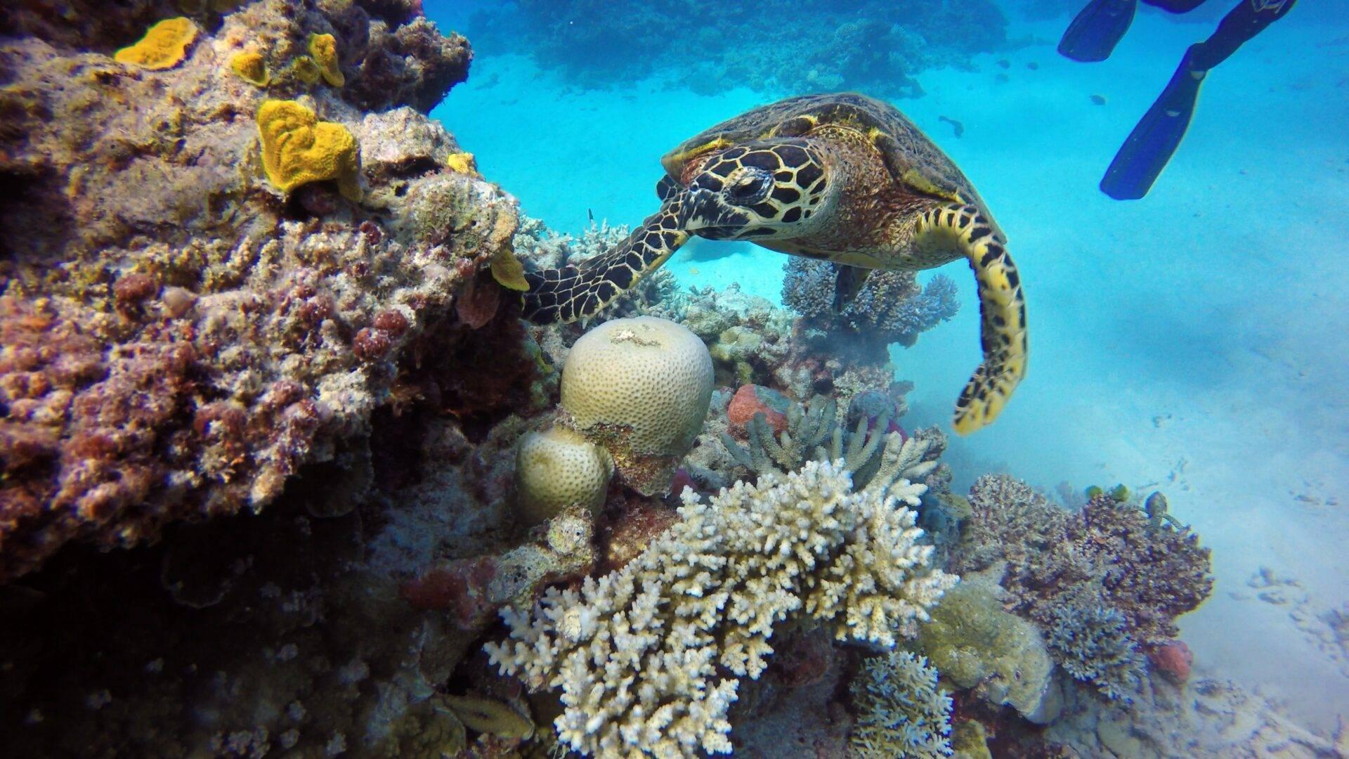 Une tortue marine verte se nourrit parmi les coraux colorés d’une barrière de récif tropical