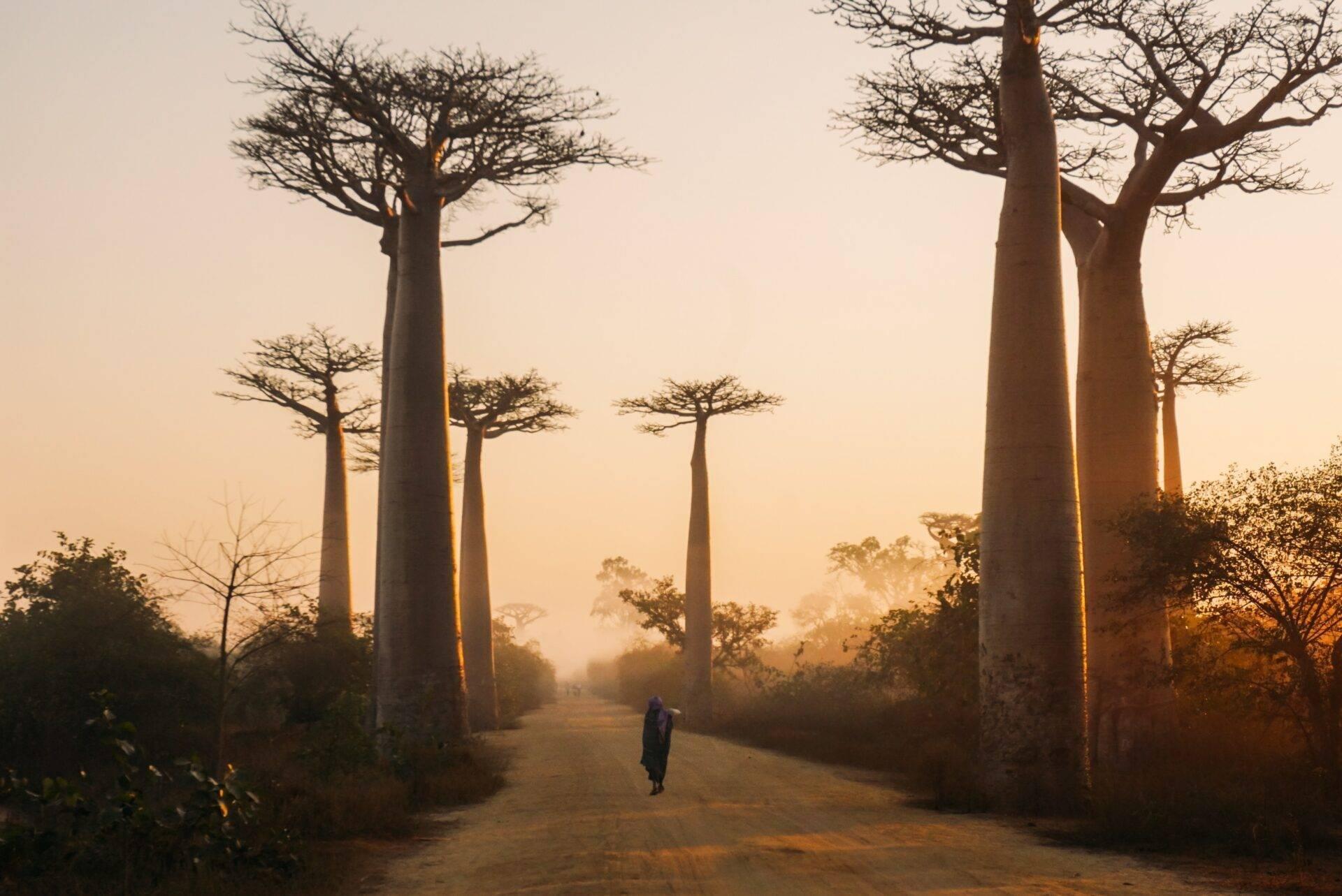 A person walks along a dirt track lined with majestic baobab trees with massive trunks bathed in golden-hour light