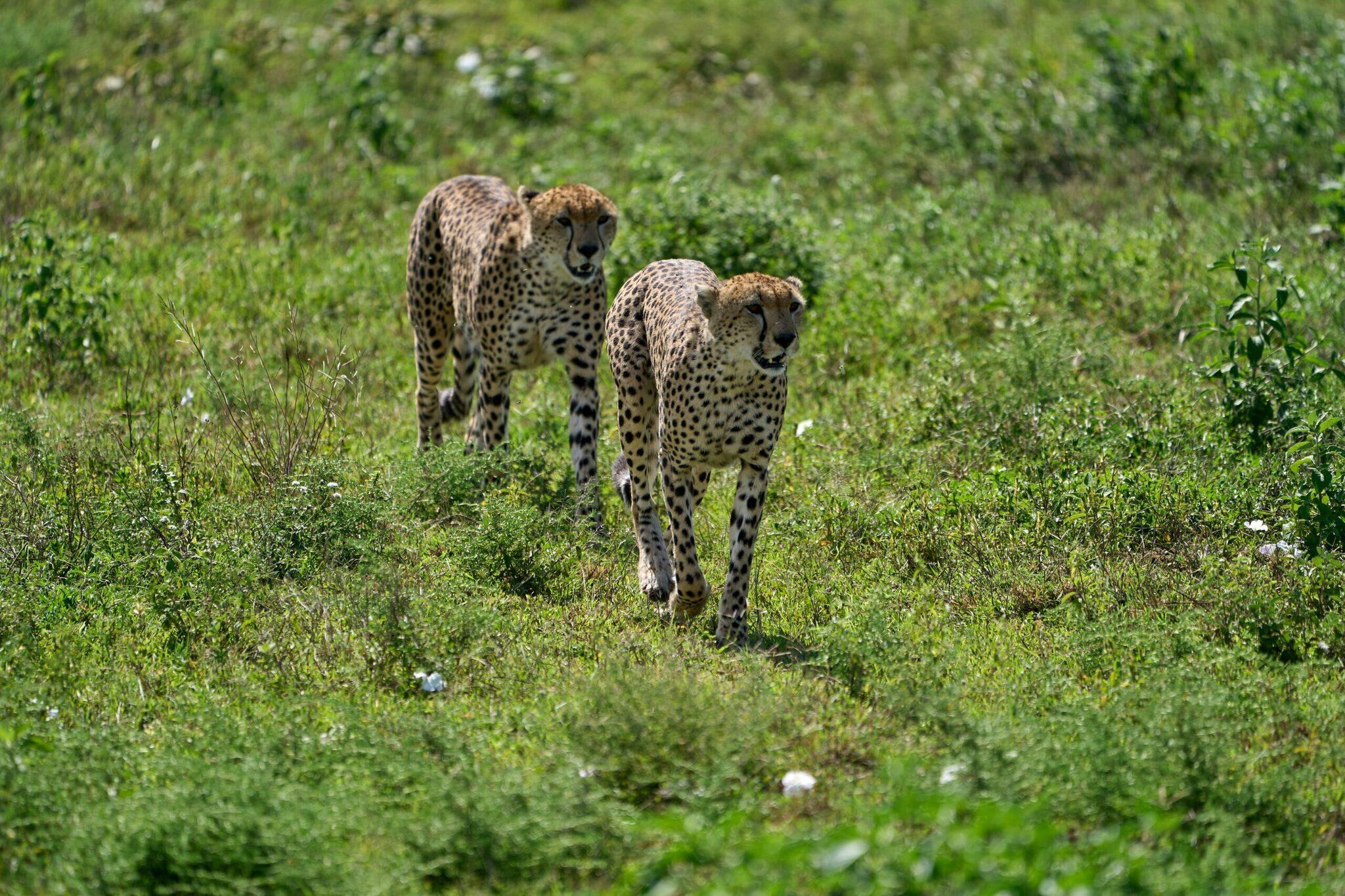 Deux guépards marchant dans la savane herbeuse verdoyante lors d’un safari en Afrique de l’Est