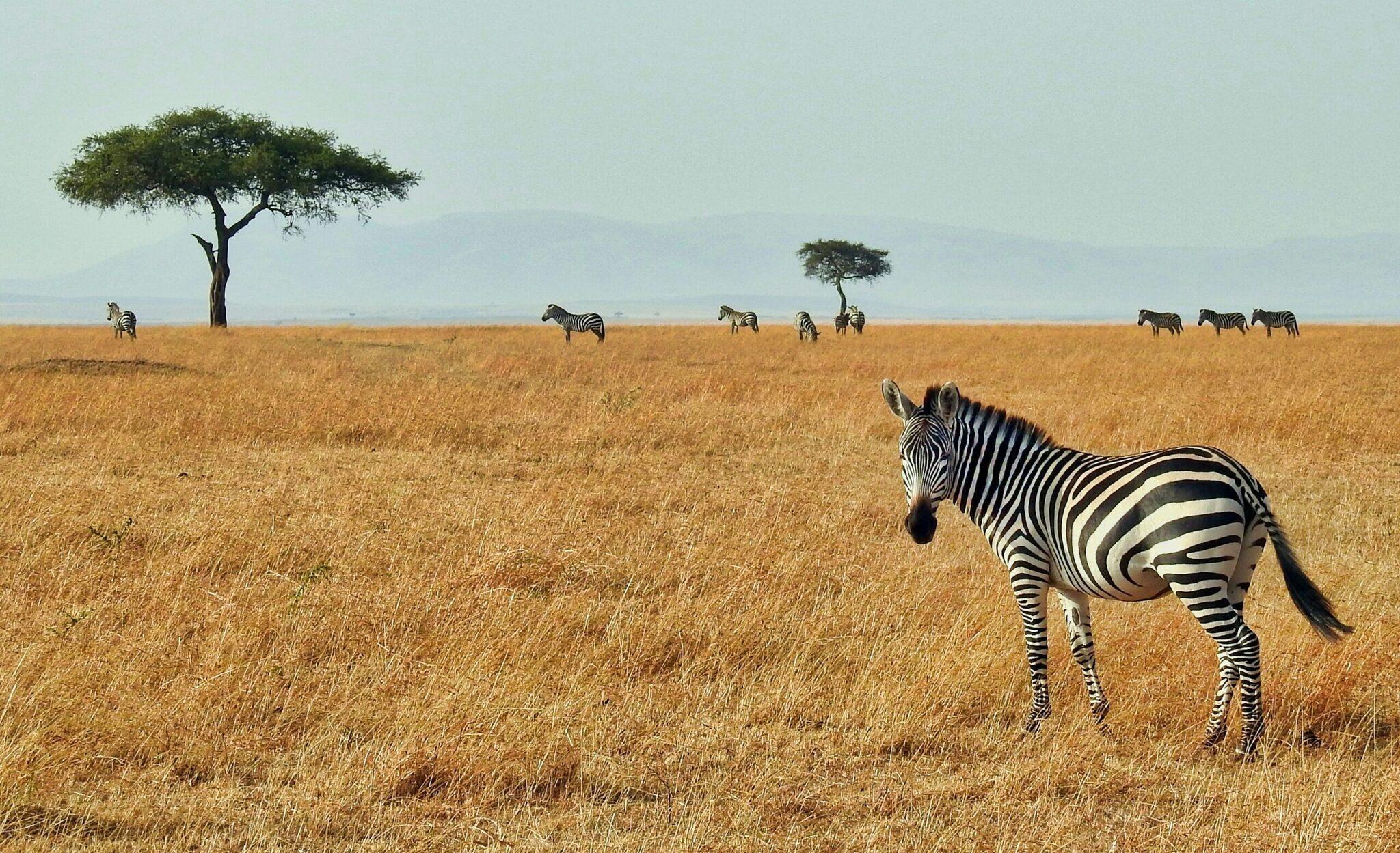 Un zèbre au premier plan dans la savane africaine avec d’autres zèbres et acacias en arrière-plan