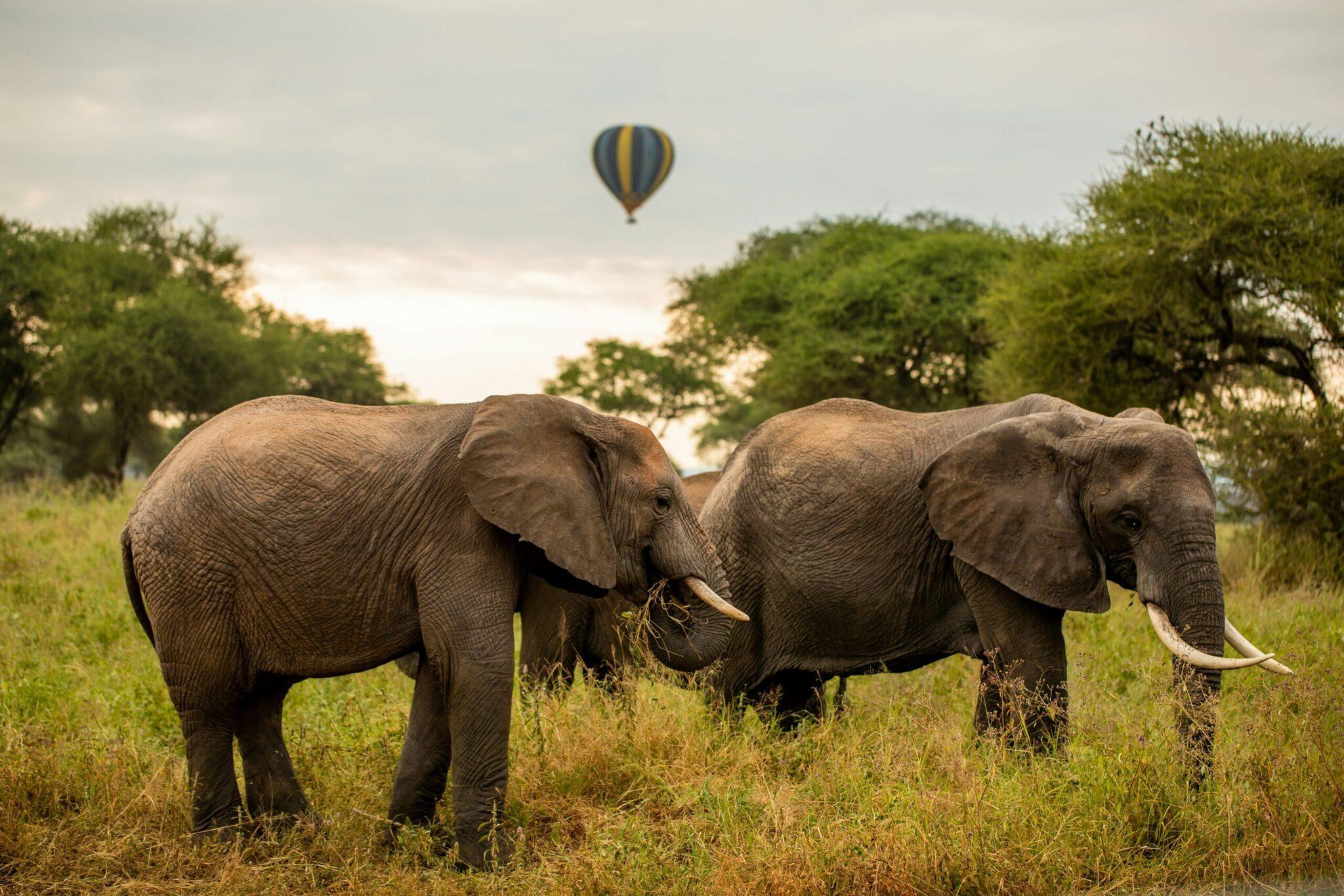 Deux éléphants se nourrissent dans la savane africaine avec un ballon aérostatique en arrière-plan
