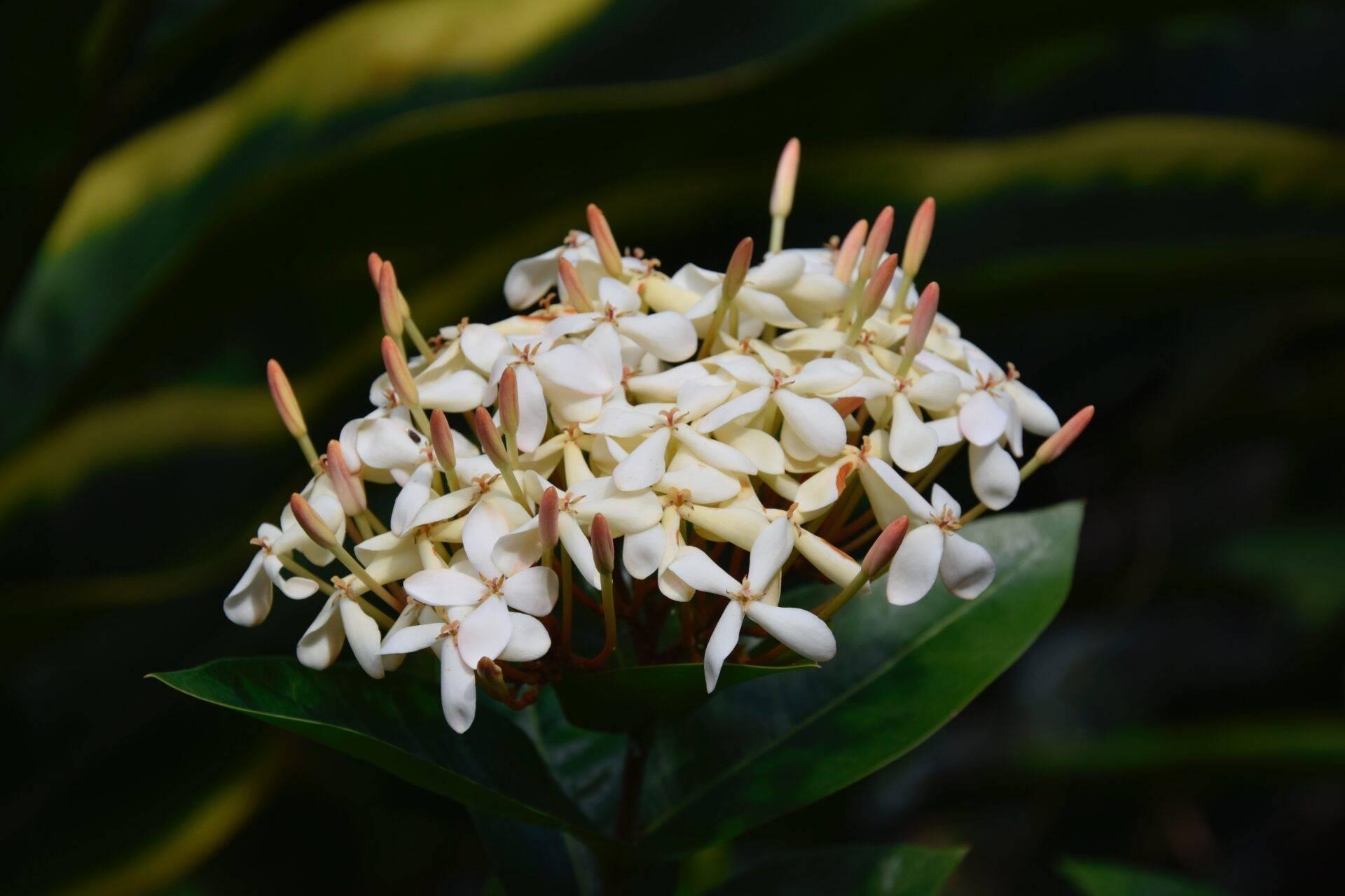 Grappes de petites fleurs blanches et crème avec boutons rouges sur feuillage vert tropical luxuriant