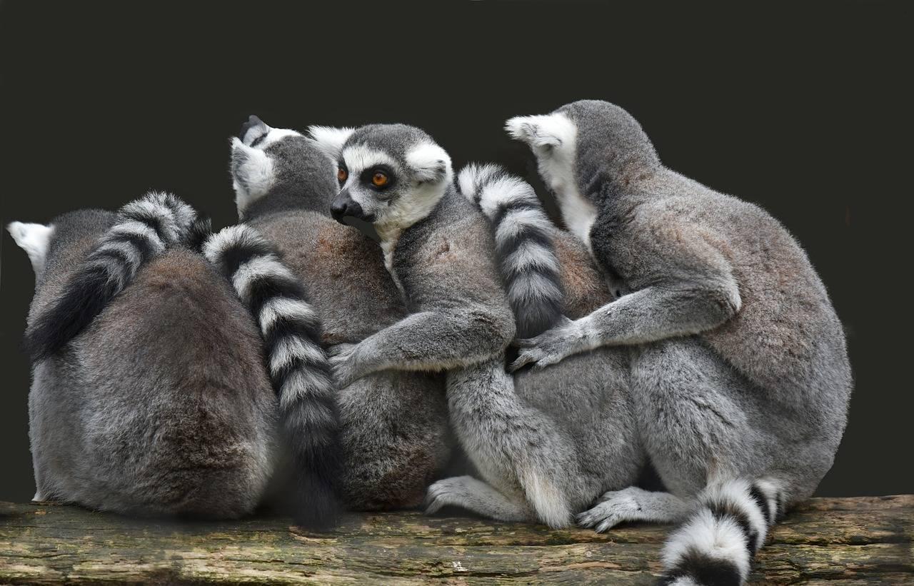 A group of wide-eyed lemurs sitting together on a branch against a dark background