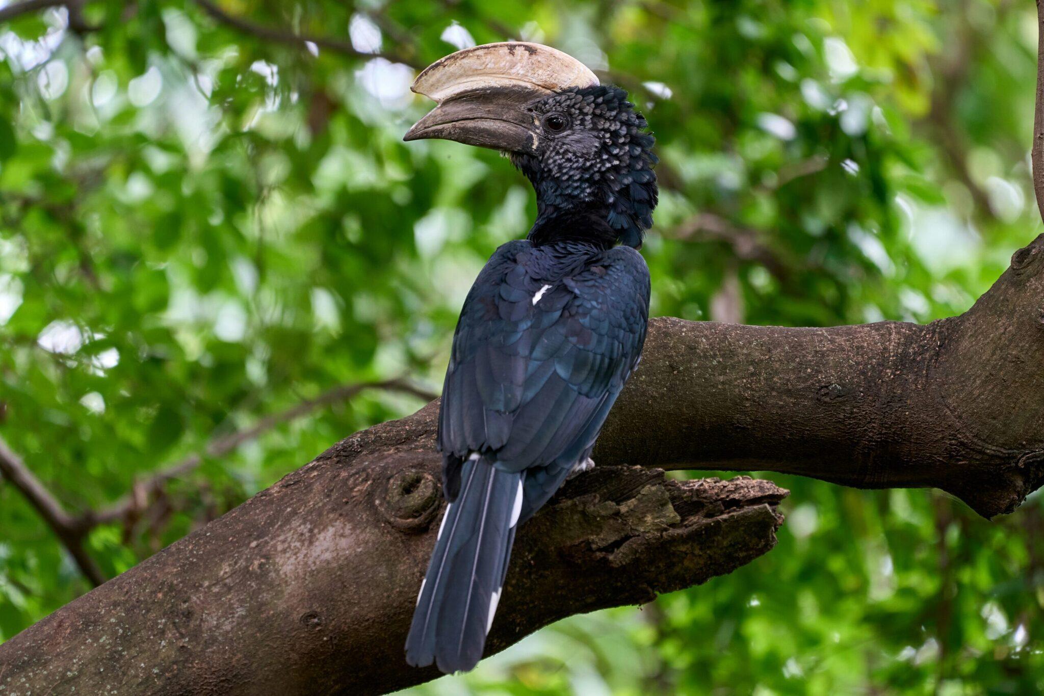 Un oiseau noir à gros bec perché sur une branche dans un environnement tropical verdoyant