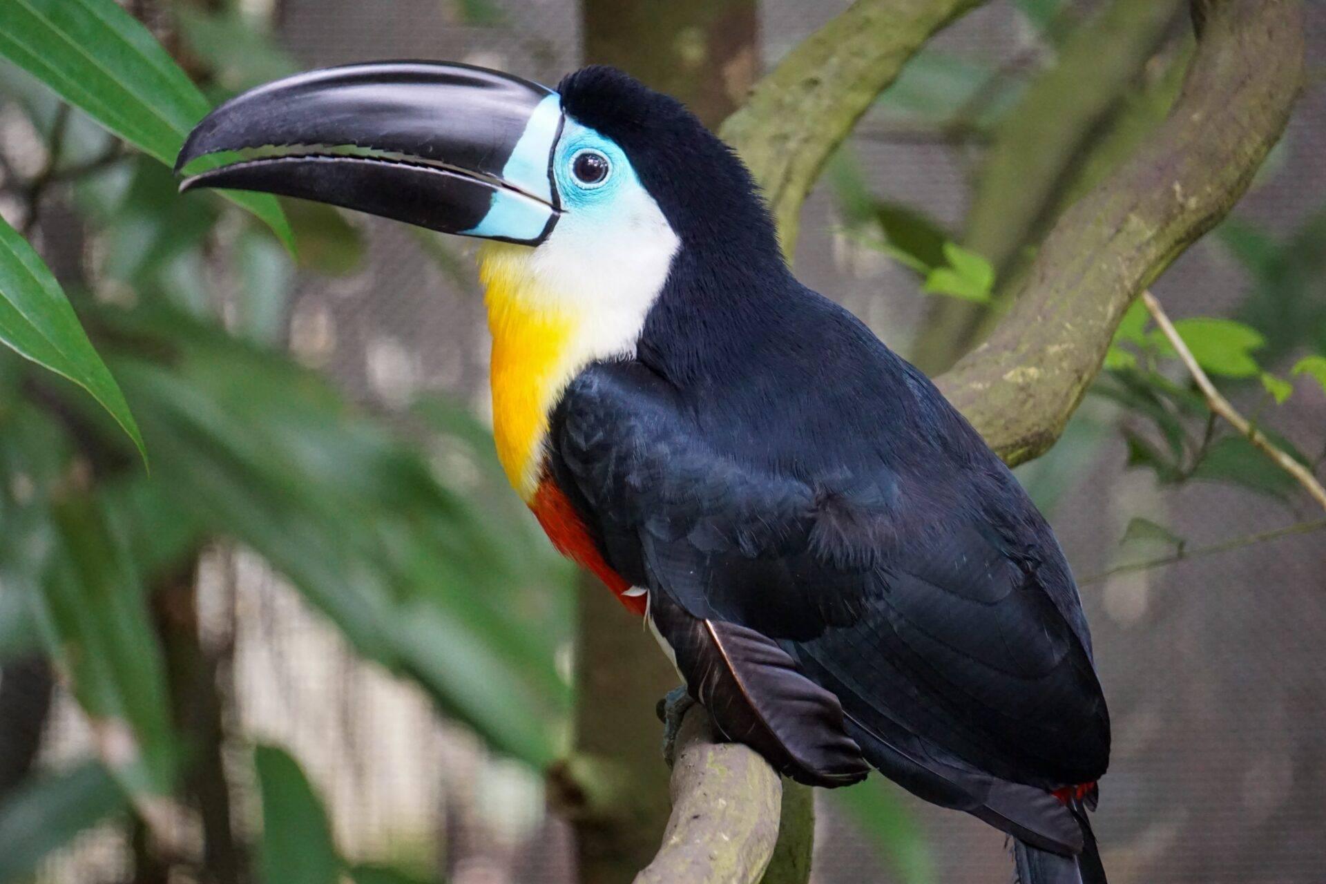 Un toucan au plumage noir, blanc et jaune perché sur une branche dans une forêt tropicale