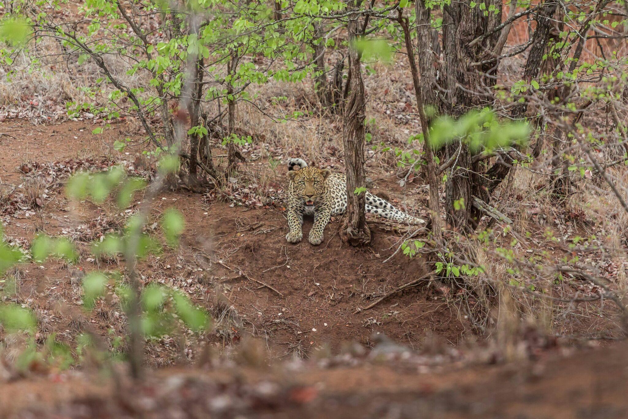Un léopard tacheté marchant sur un sentier de terre dans une forêt dense d’Afrique du Sud