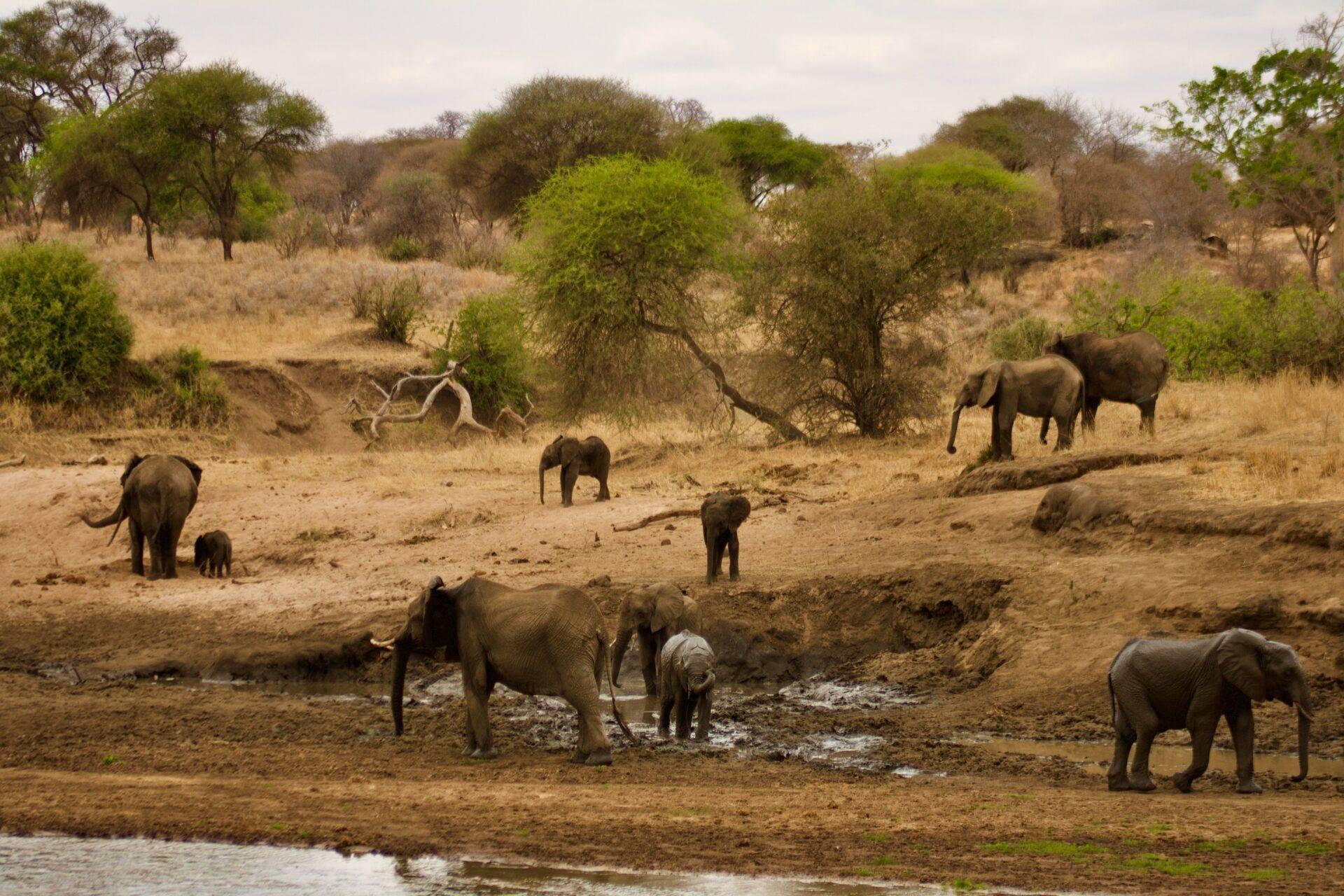 A herd of African elephants drinking near a waterhole in an arid savanna scattered with acacia trees