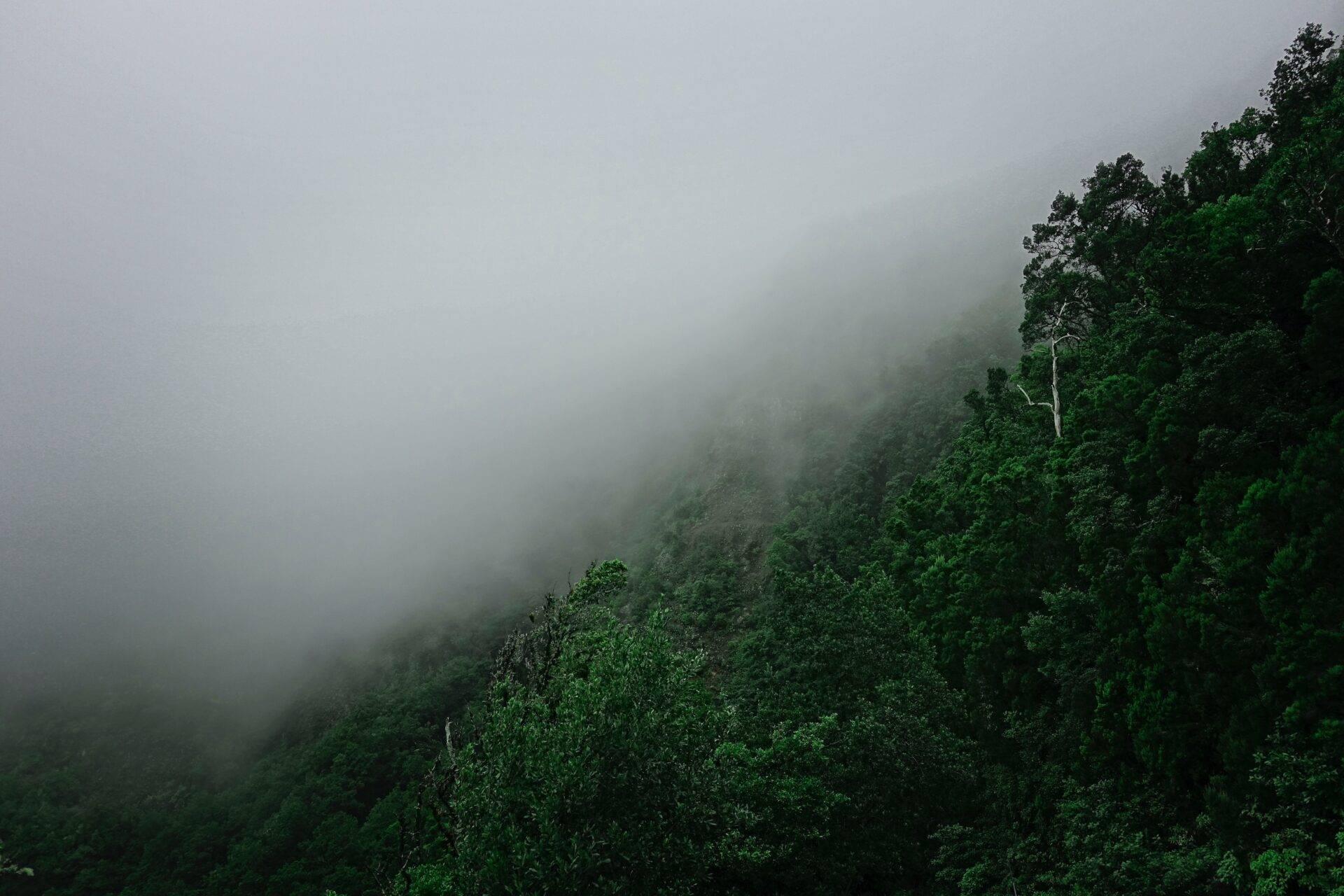 Une forêt de montagne dense enveloppée de brouillard et de nuages épais, créant une atmosphère mystérieuse