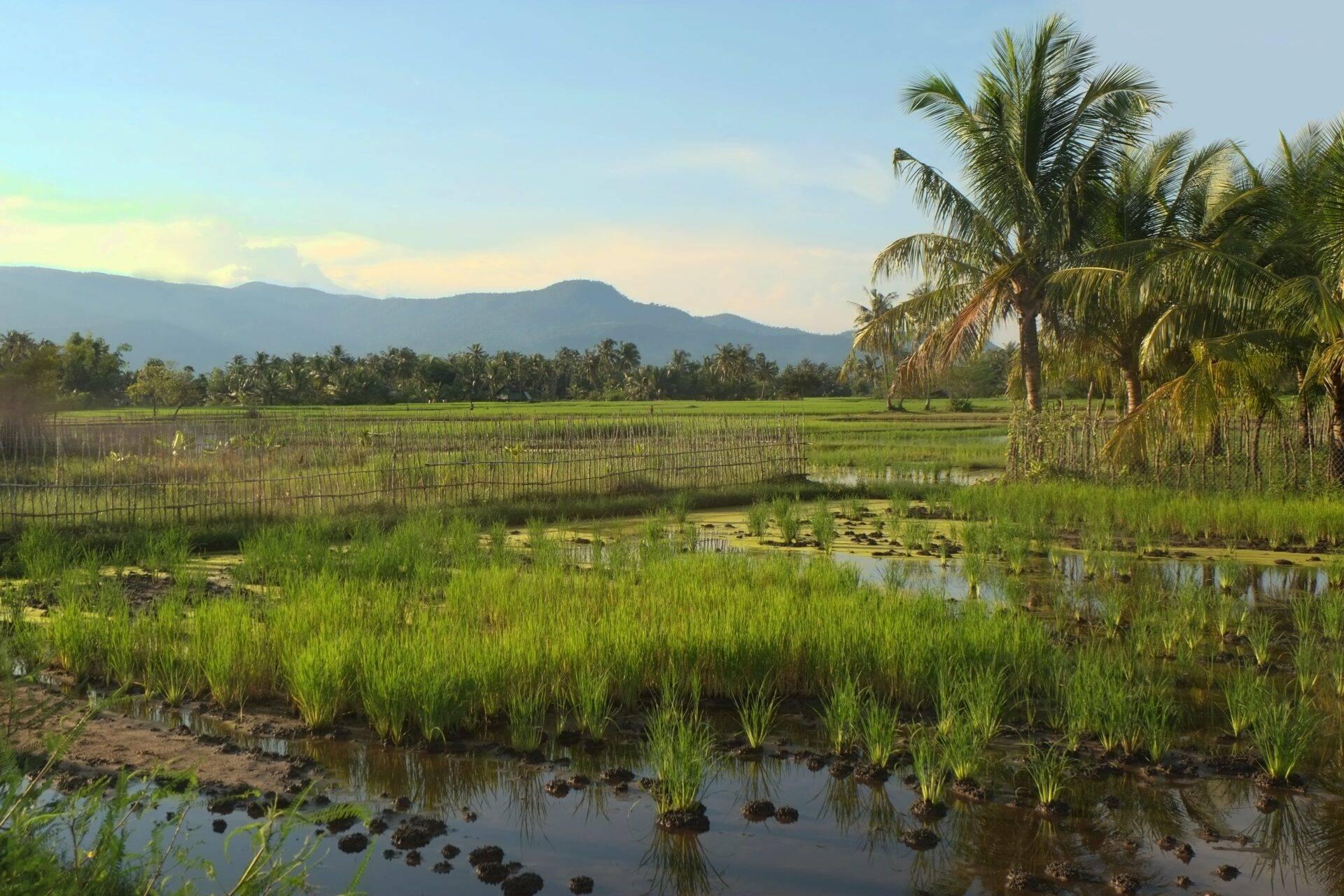 Rizières inondées et palmiers dans une vallée montagneuse, paysage agricole tropical d’Asie du Sud-Est