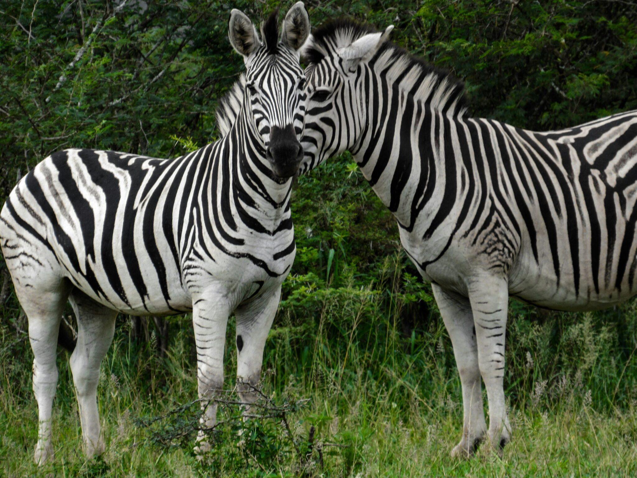 Deux zèbres se font face dans la savane africaine avec végétation verte en arrière-plan