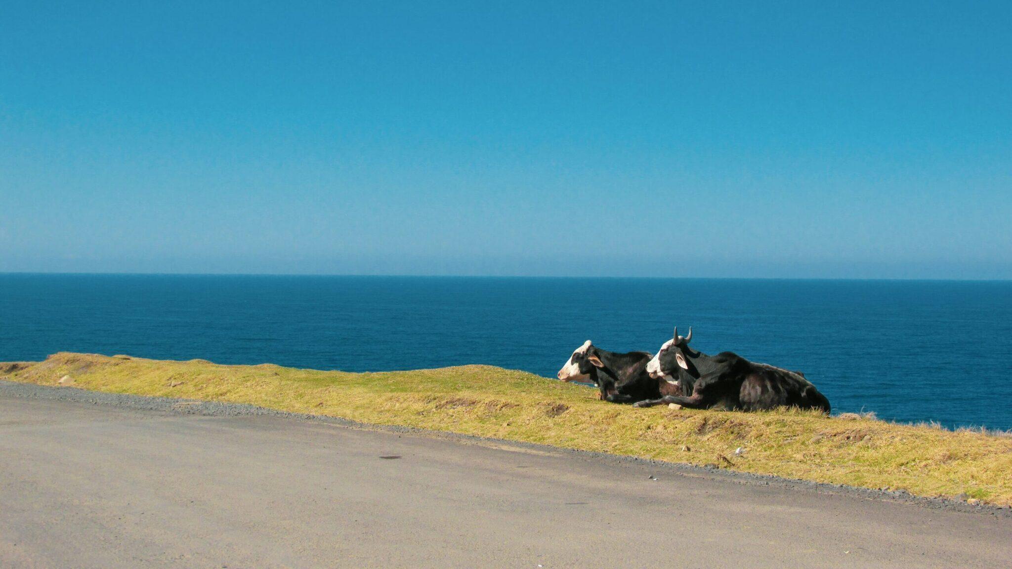 Two goats resting on a rocky, grassy coastline overlooking the blue turquoise ocean
