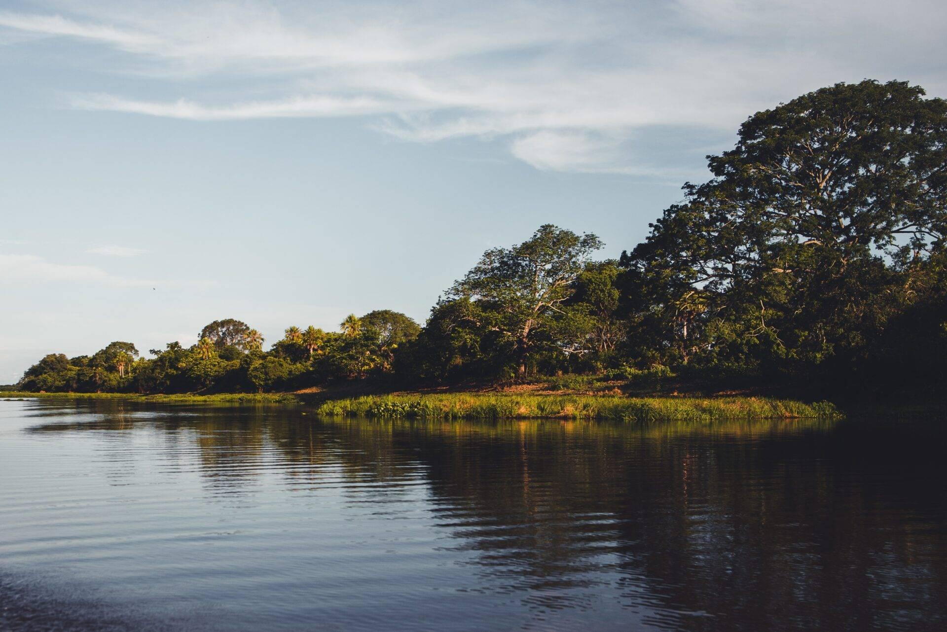 Lush tropical forest lining a calm river with dense vegetation and clear sky