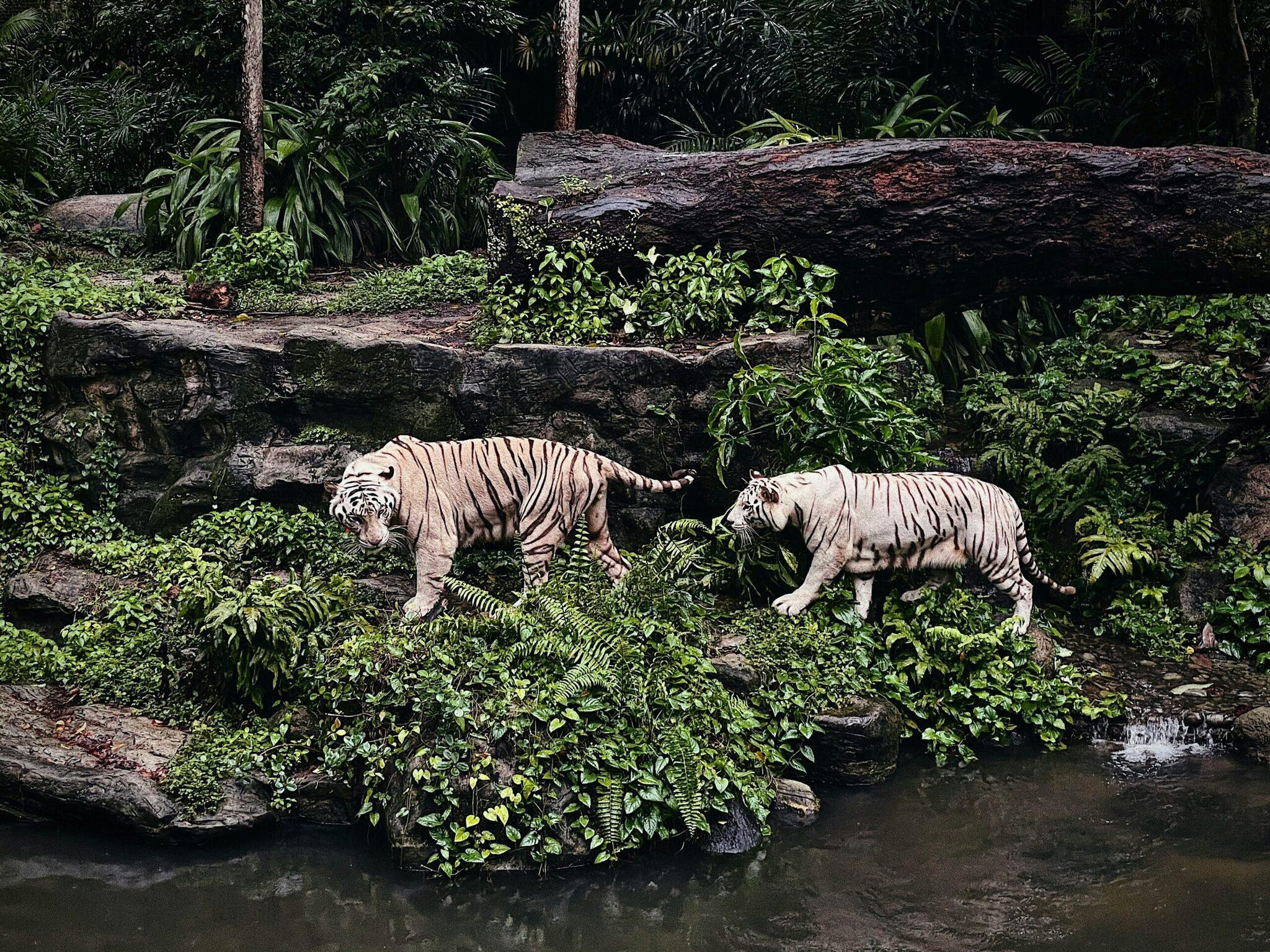 Deux tigres blancs marchent dans un enclos rocheux entouré de végétation luxuriante et d’eau