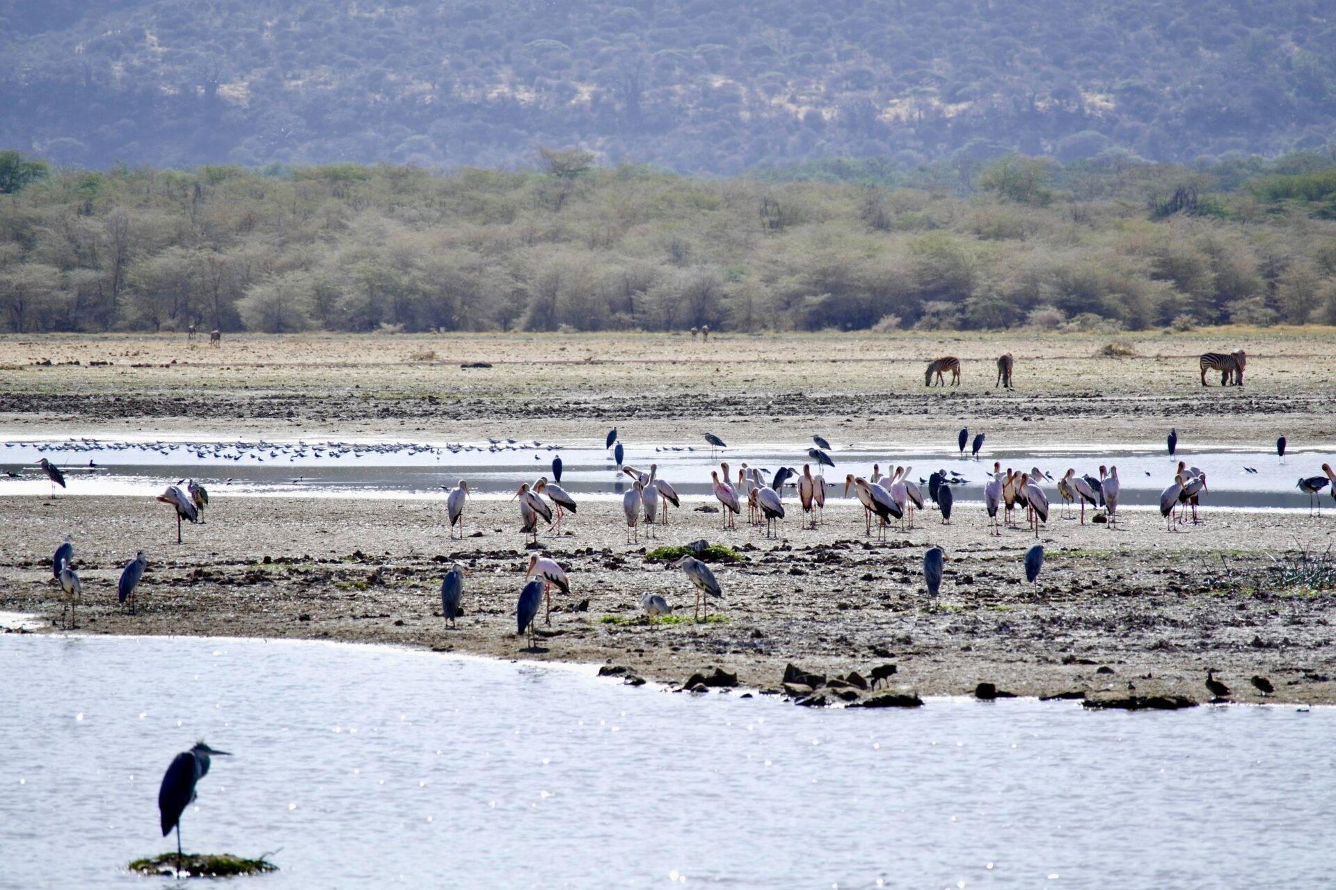 Herons and egrets resting on a riverbank with elephants visible in the background