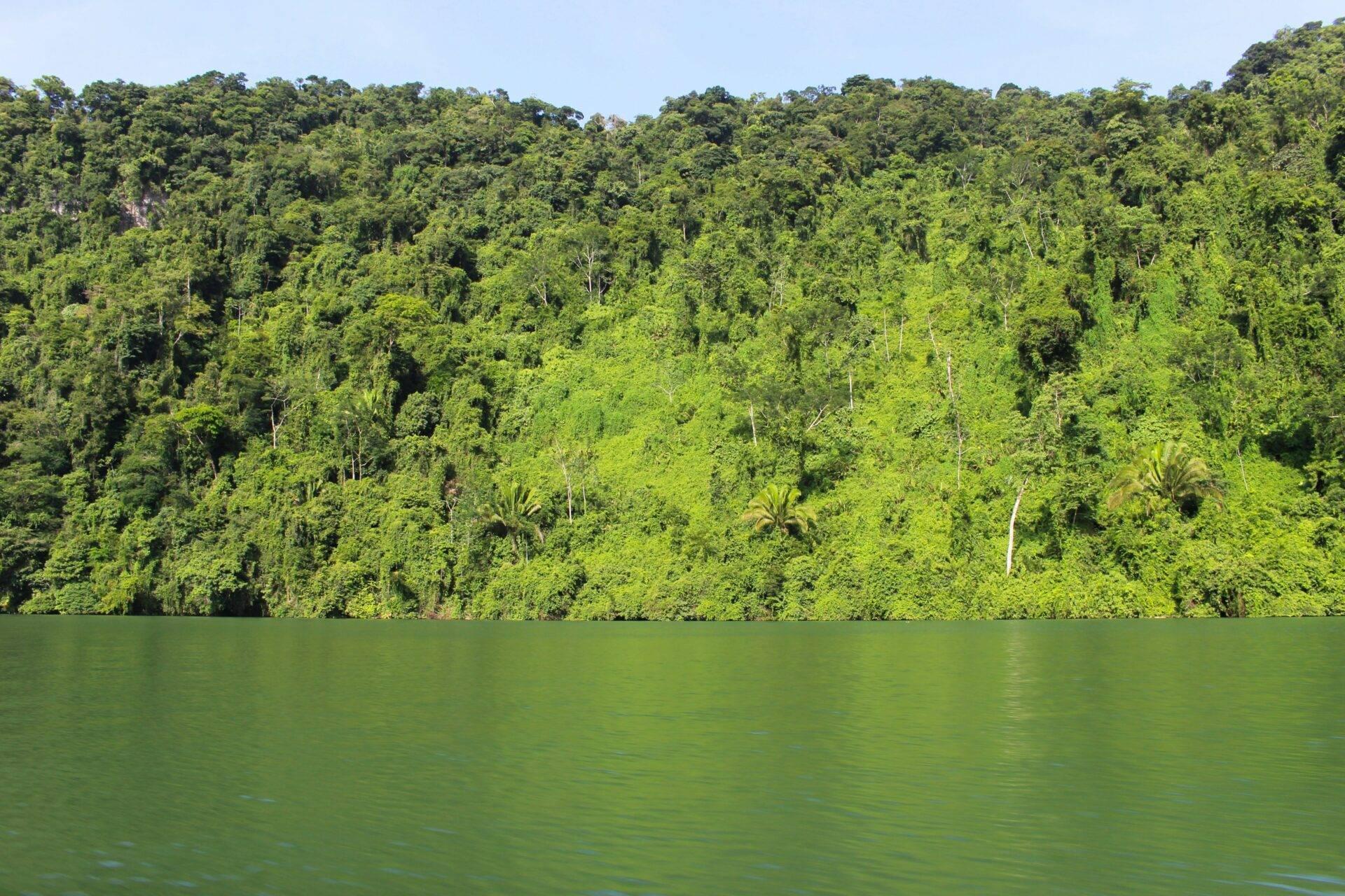 Forêt tropicale dense bordant un lac aux eaux vertes calmes, avec végétation luxuriante