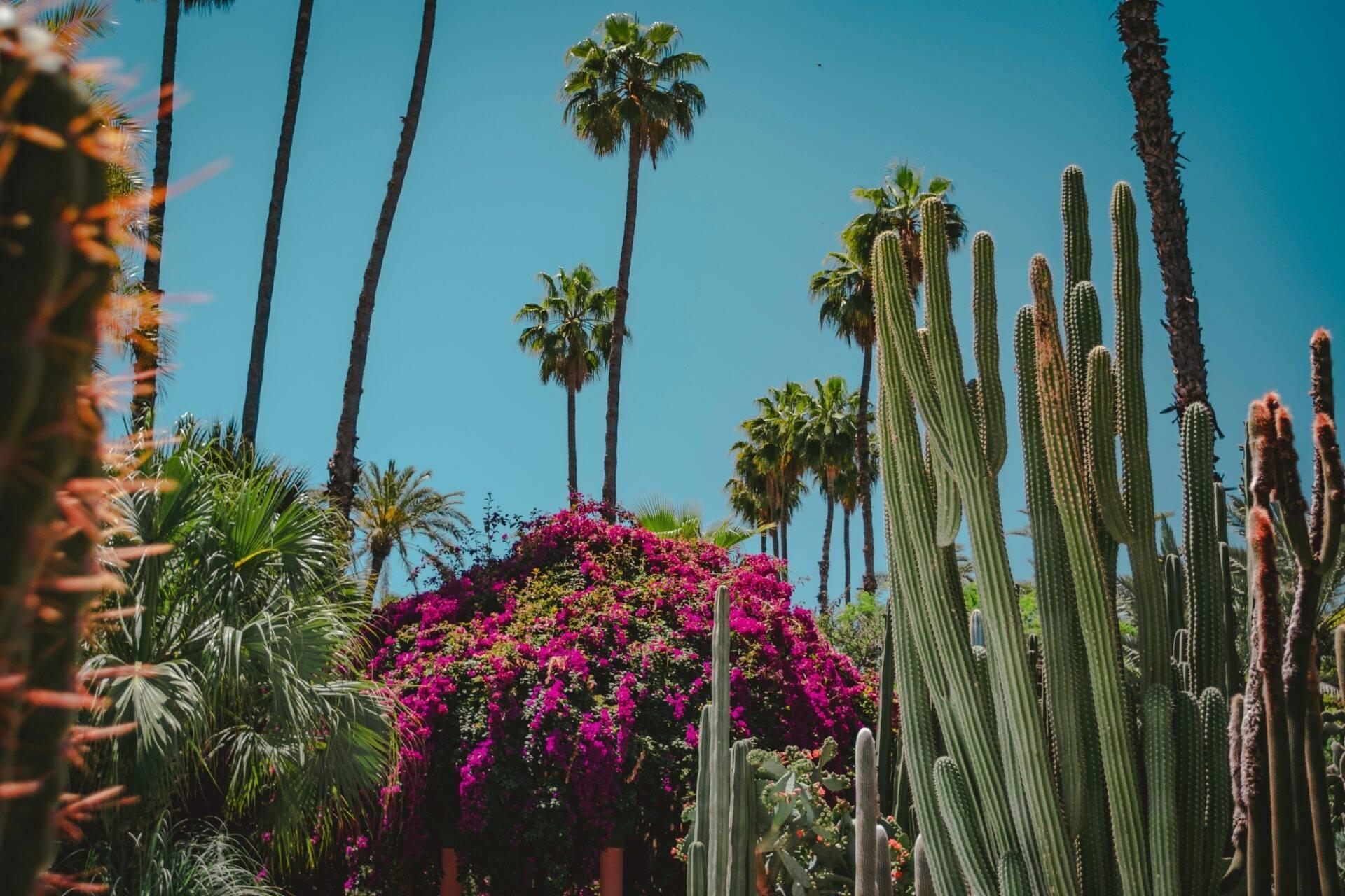 Un jardin botanique méditerranéen avec cactus géants, palmiers élancés, bougainvillées roses et ciel bleu éclatant